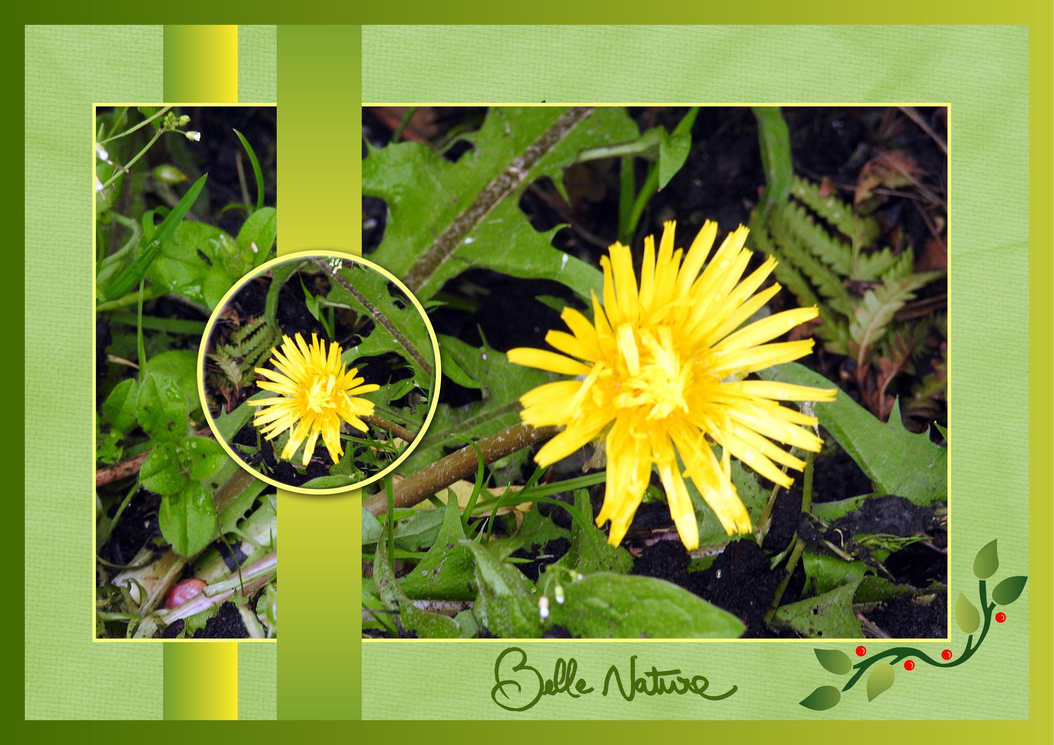 J-n89 - BELLE NATURE.jpg