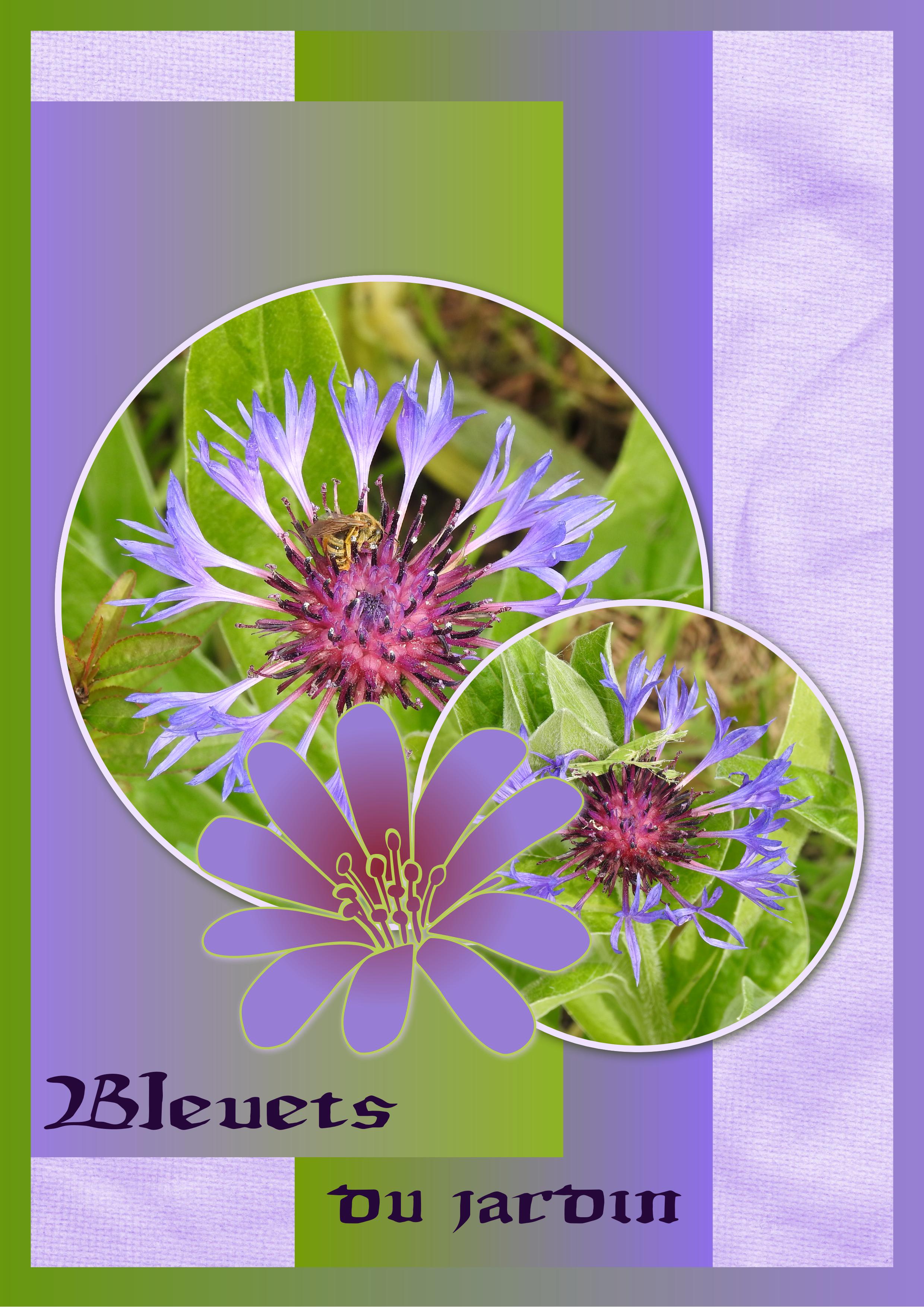 J-n89 - BLEUETS DU JARDIN.jpg