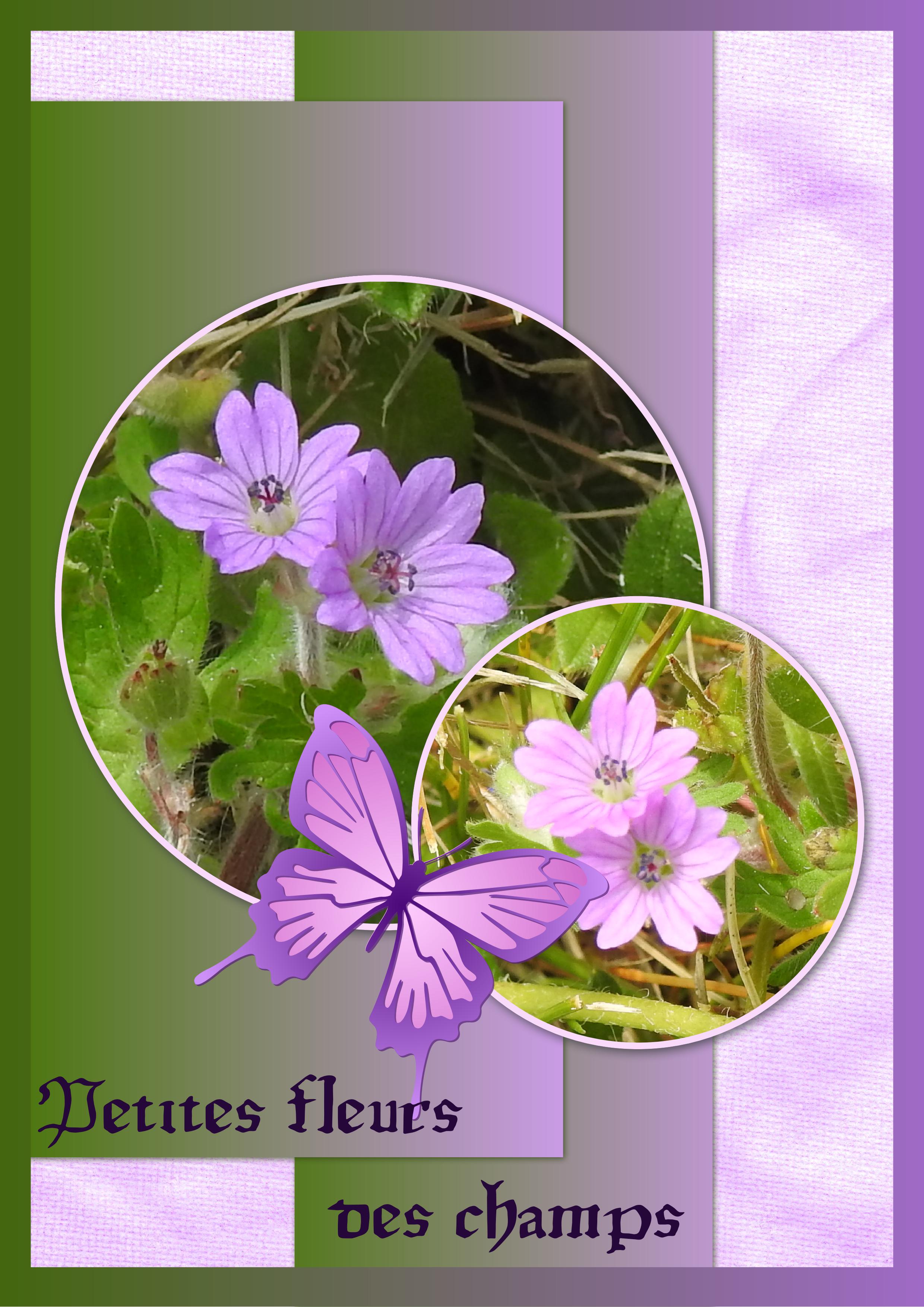 J-n90 - PETITES FLEURS DES CHAMPS.jpg