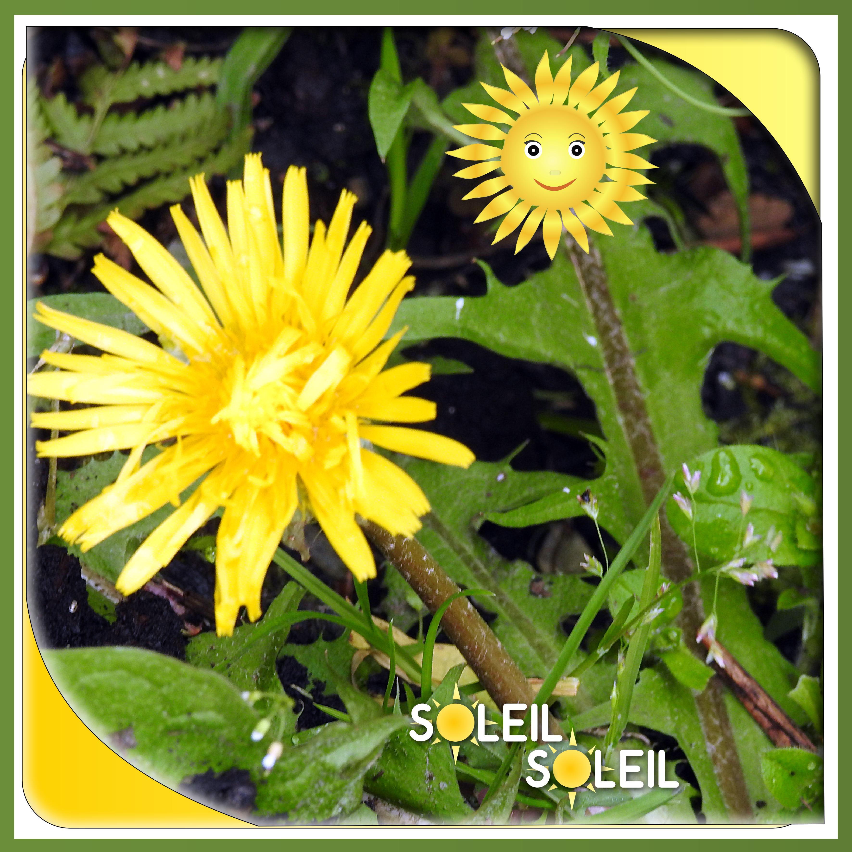 J-n91 - SOLEIL SOLEIL.jpg