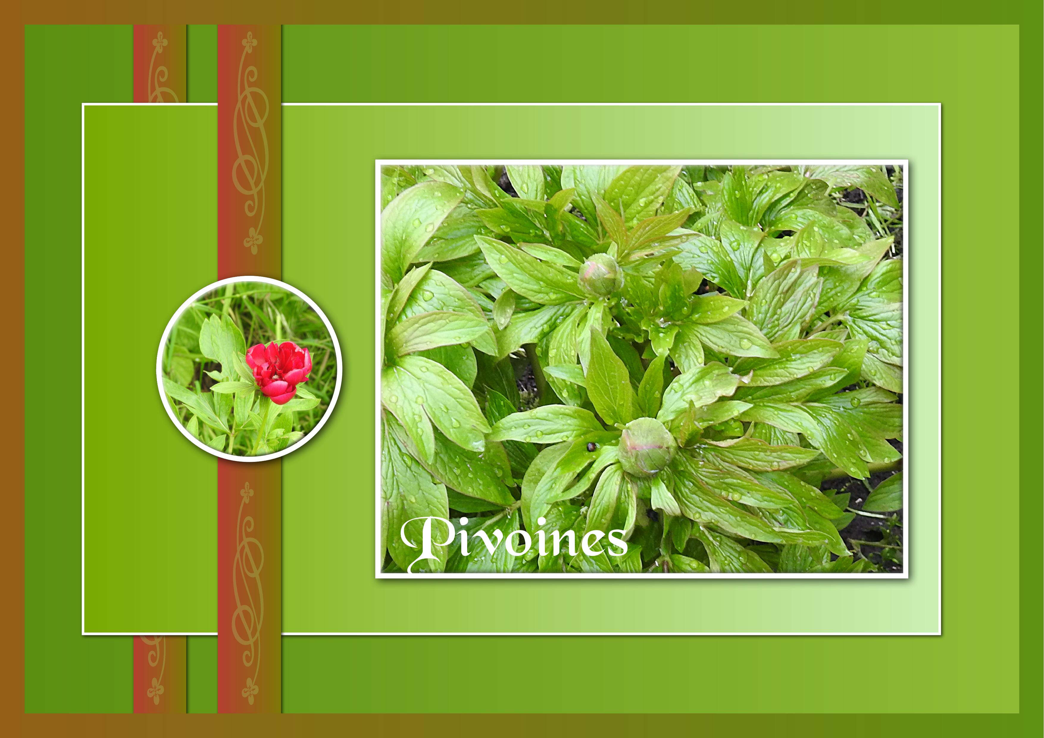 J-n93 - PIVOINES.jpg