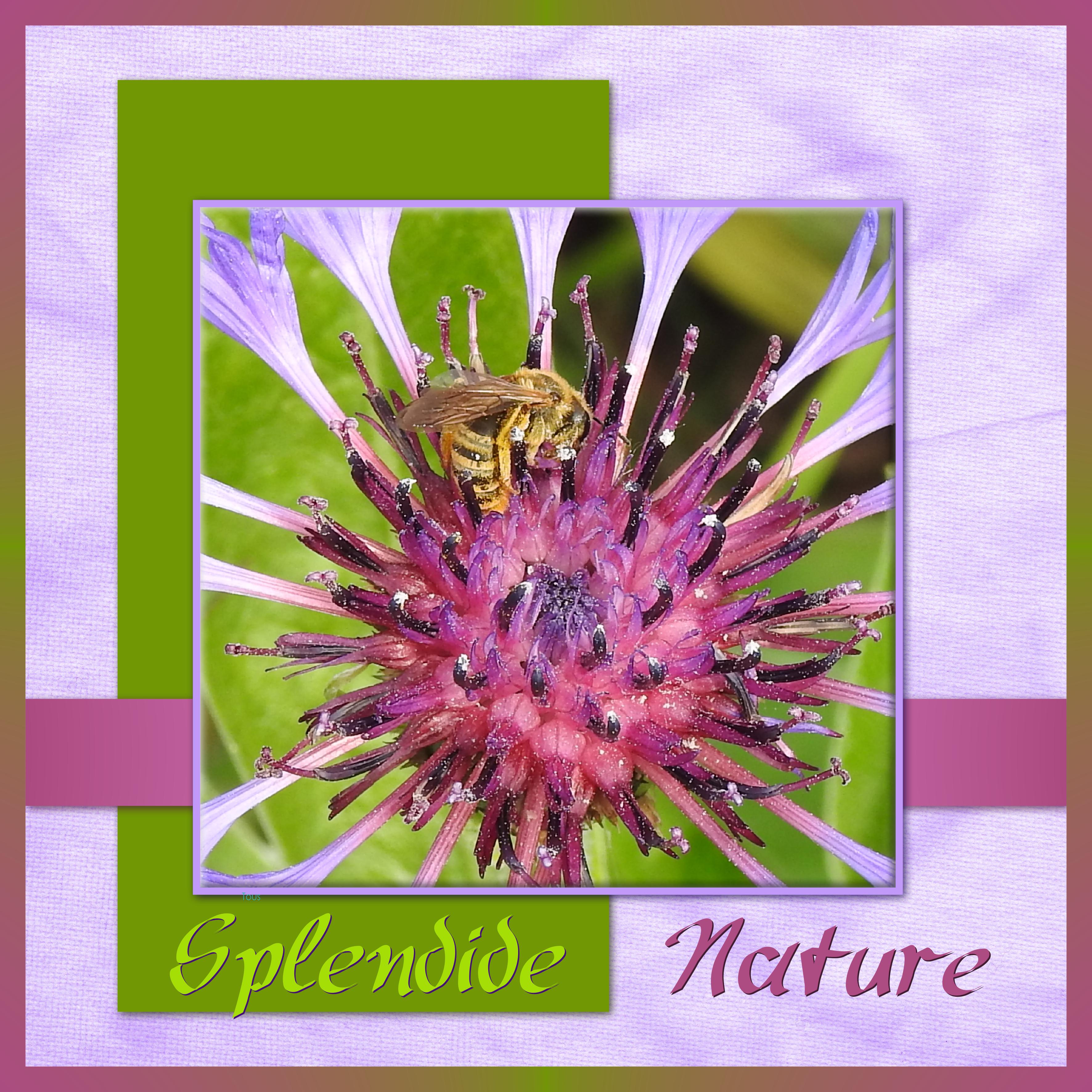 J-n93 - SPLENDIDE NATURE.jpg