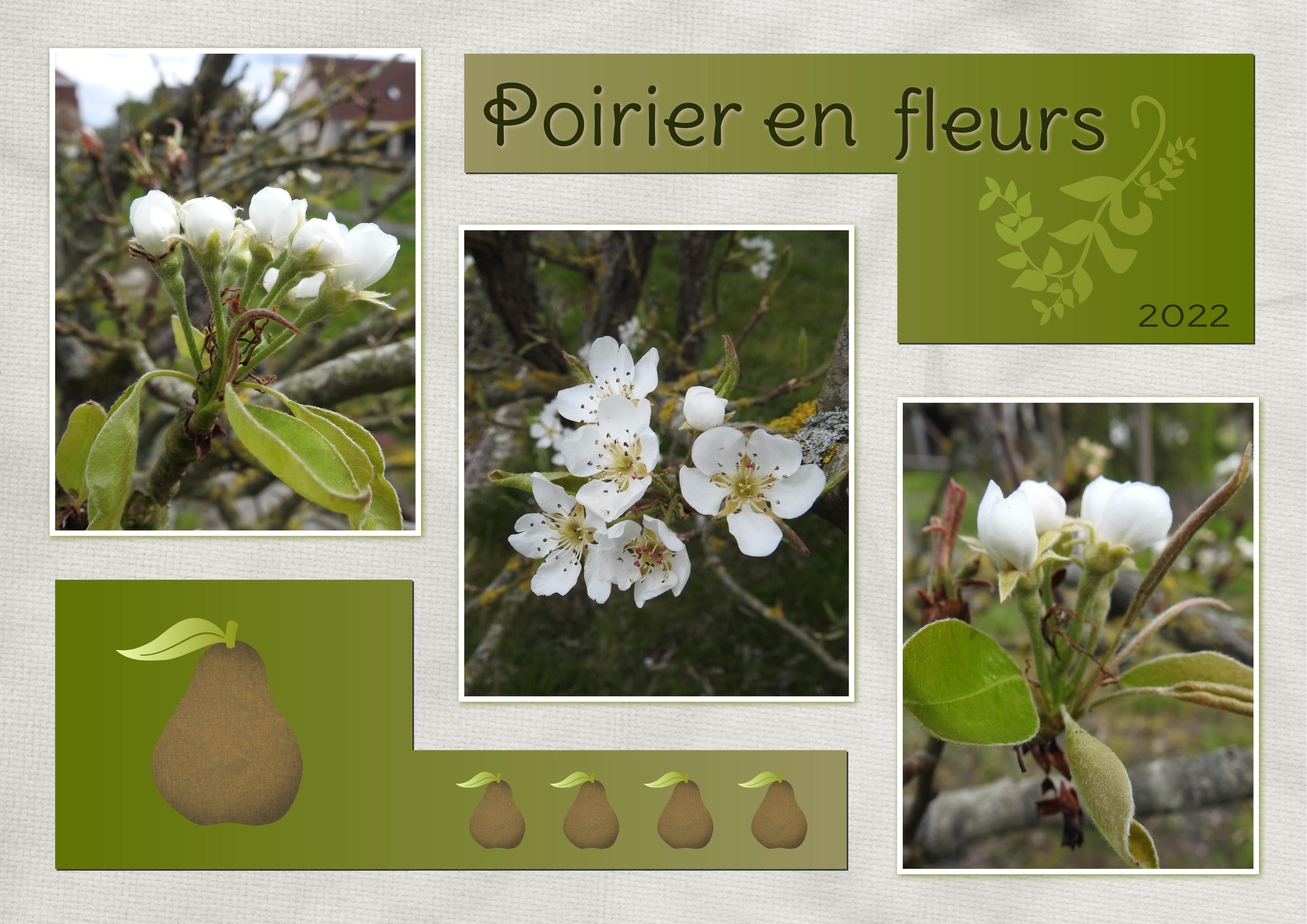 J-n94 - POIRIER EN FLEURS.jpg