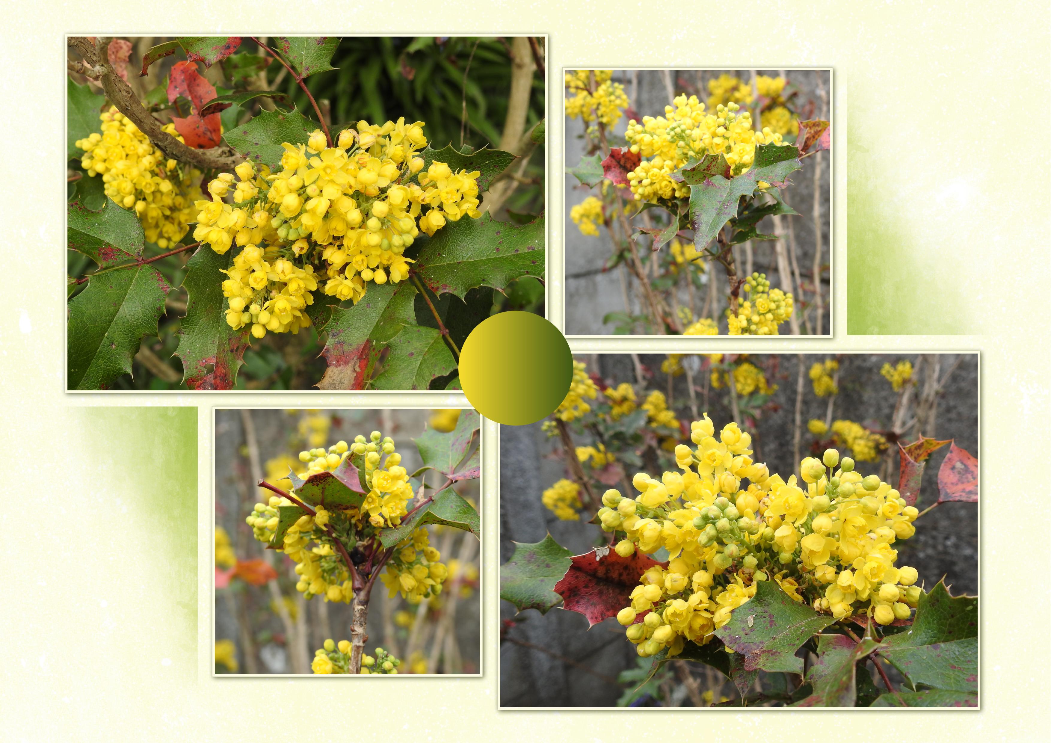 J-n96 - MAHONIA.jpg