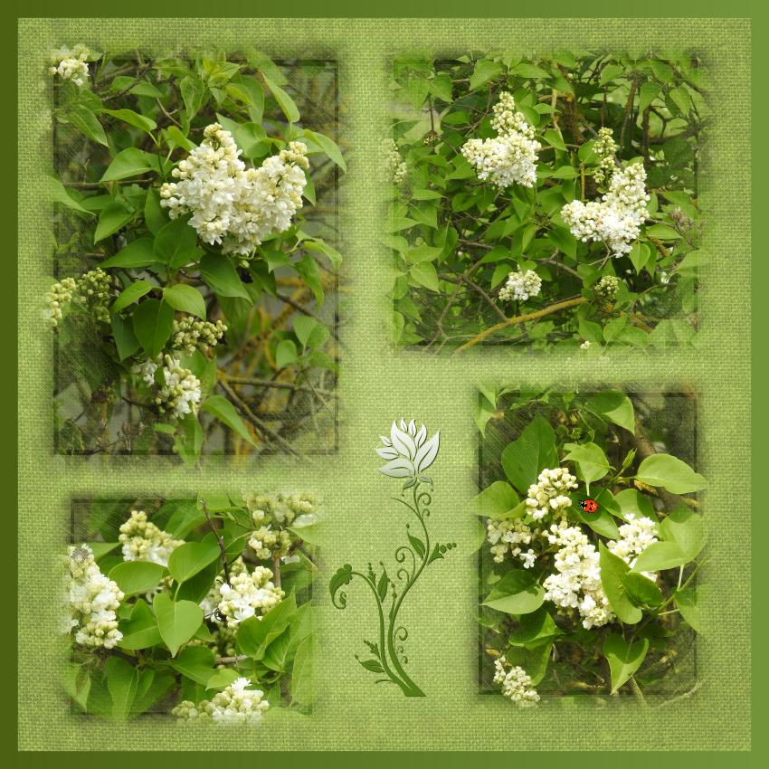 J-n97 - LILAS DU JARDIN.jpg