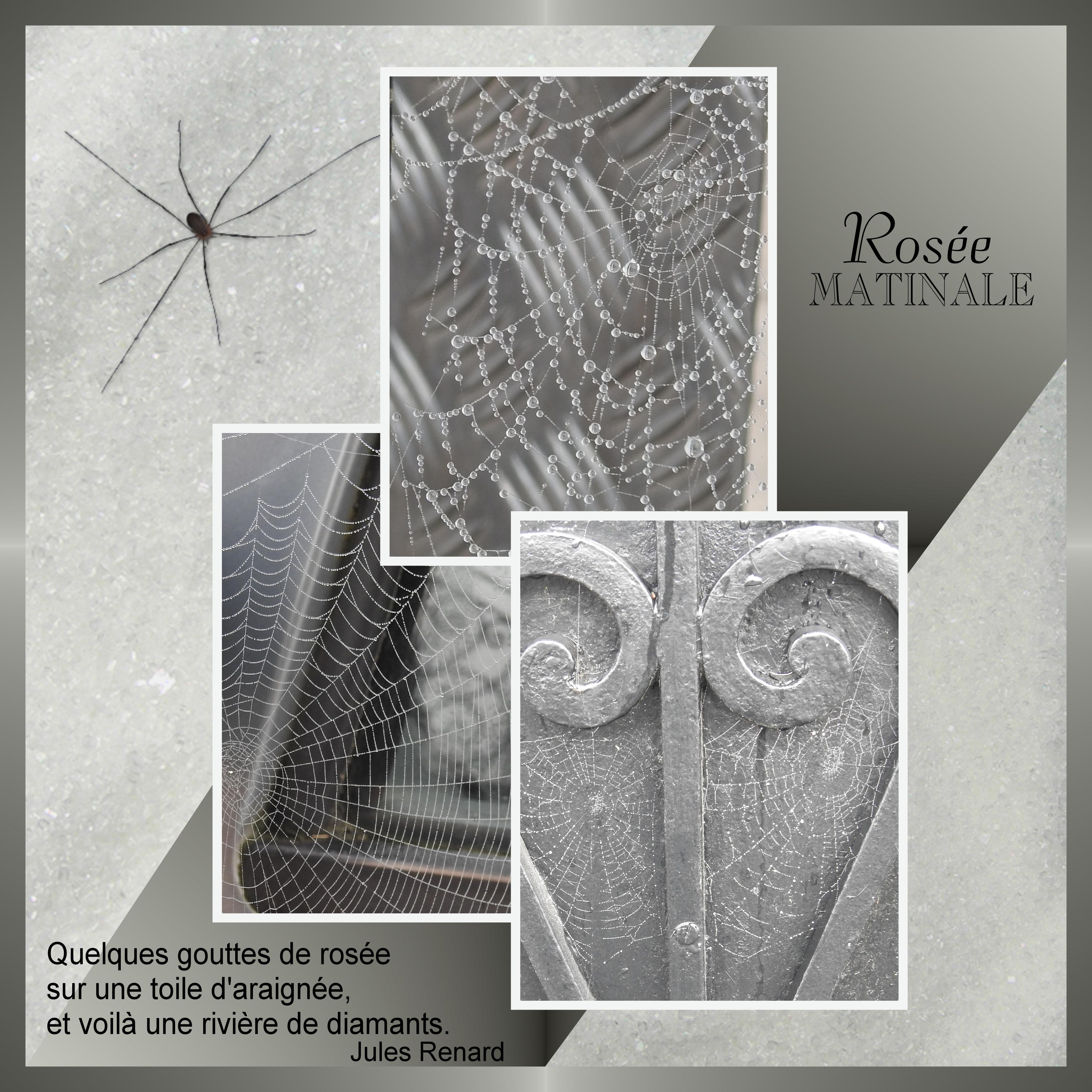 J - ROSEE MATINALE.jpg