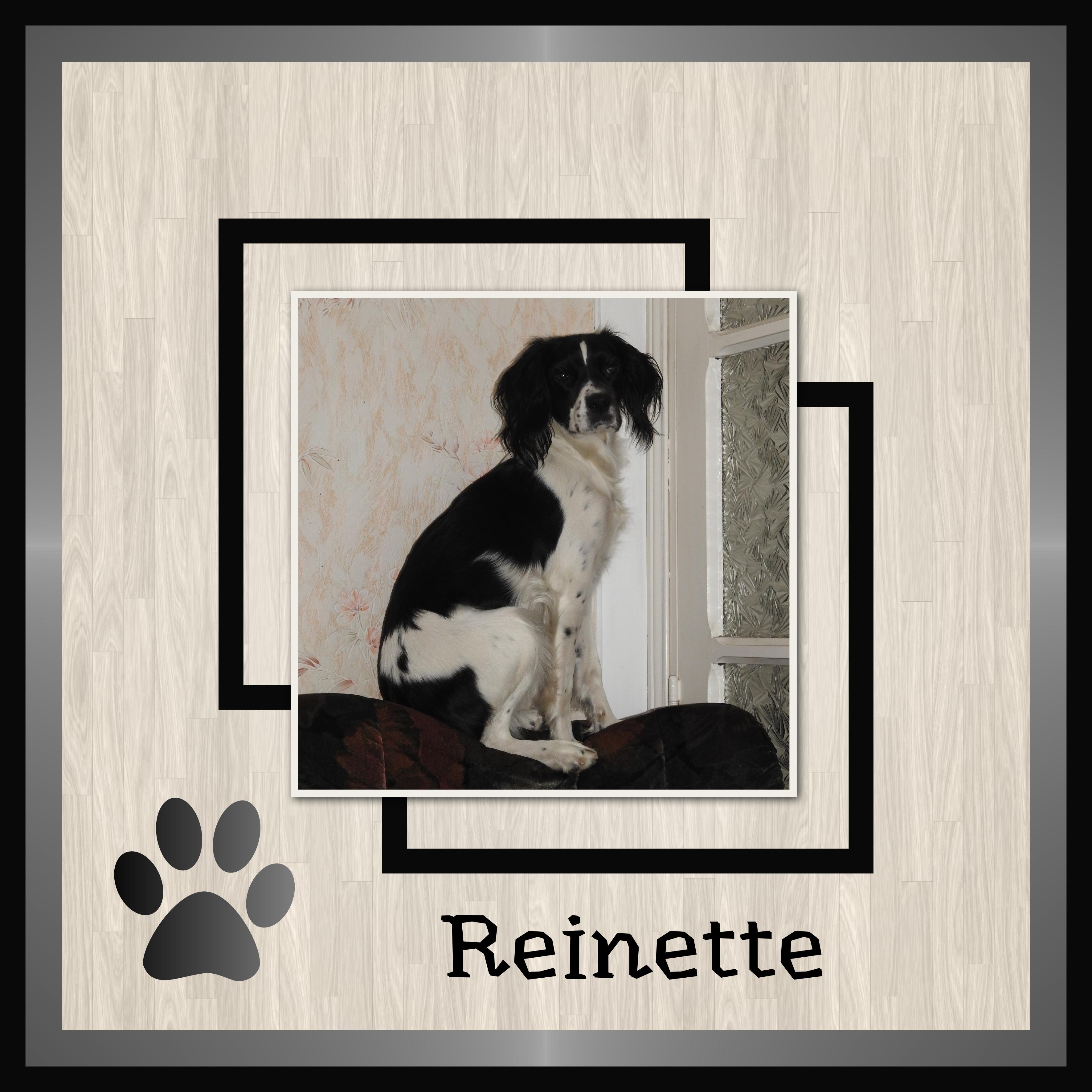 J-s113 - REINETTE.jpg