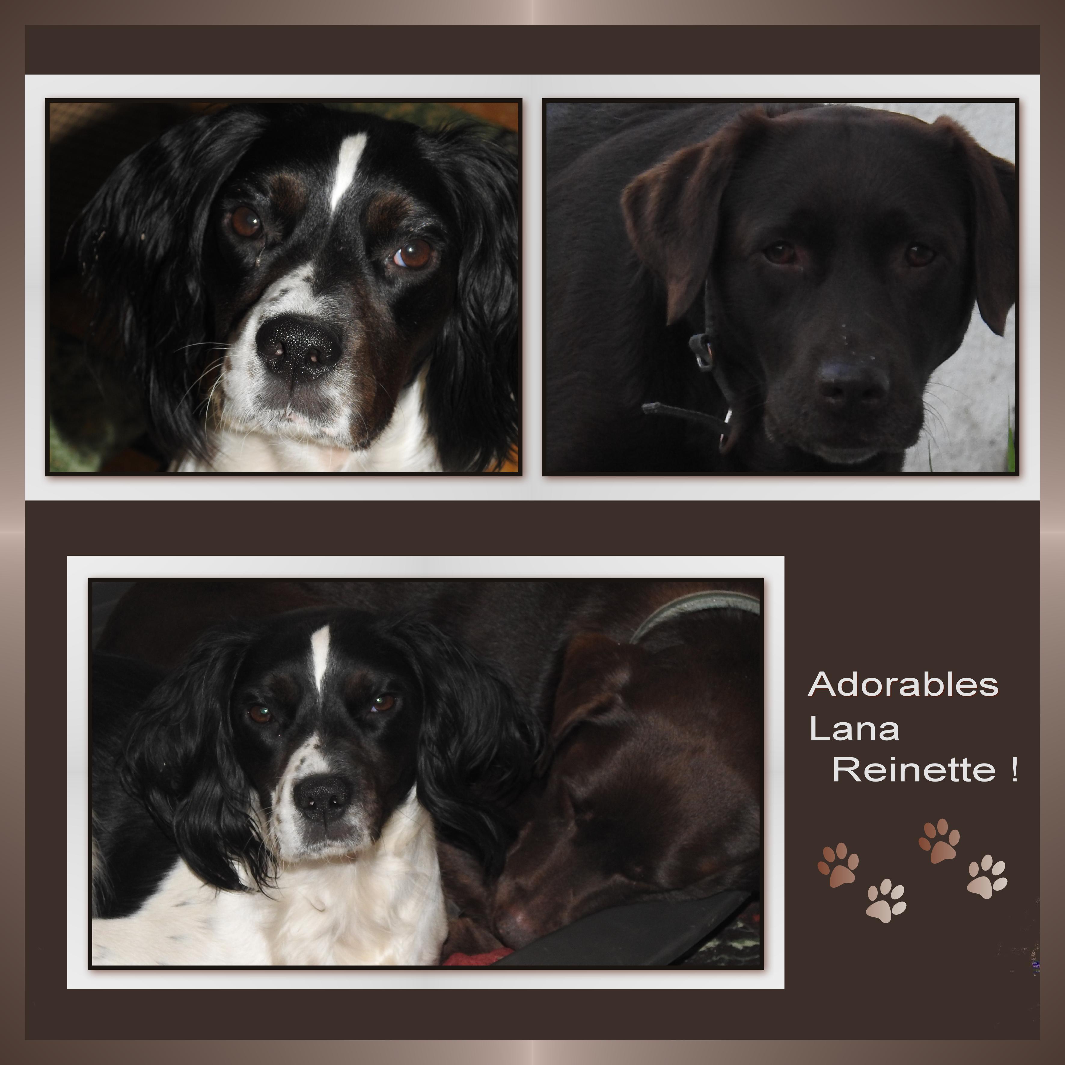 J-s114 - ADORABLES LANA-REINETTE.jpg