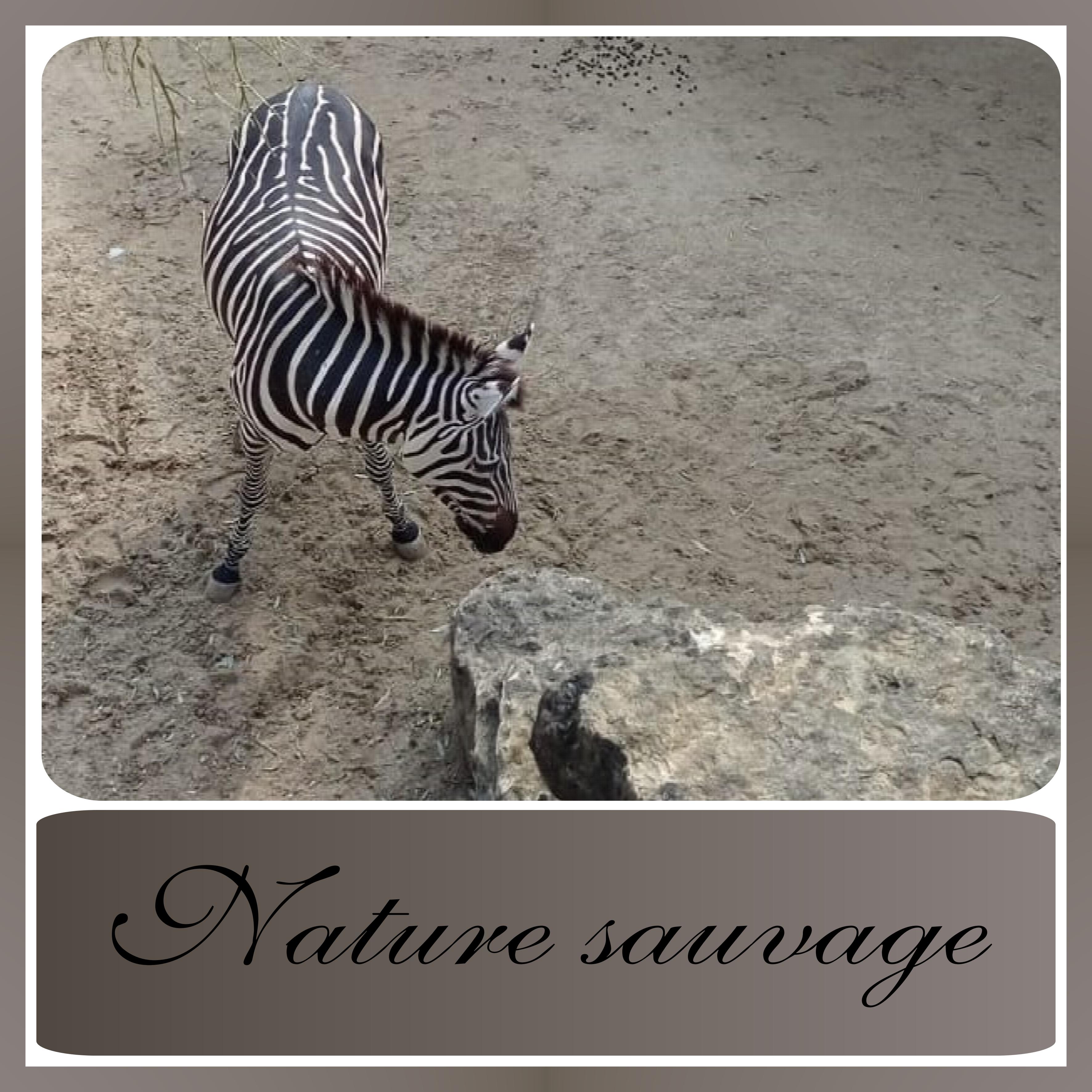 J-s121 - NATURE SAUVAGE.jpg