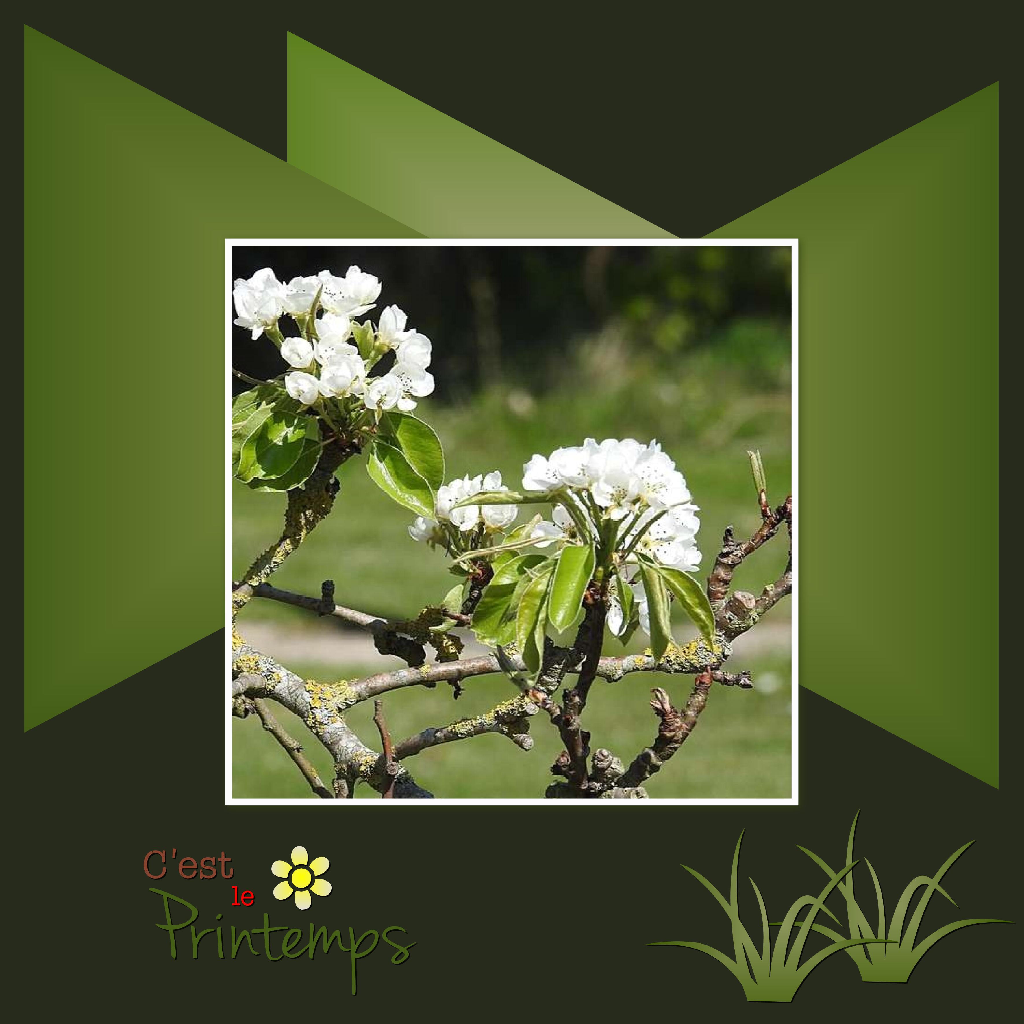 J-s20 - C'EST LE PRINTEMPS .jpg