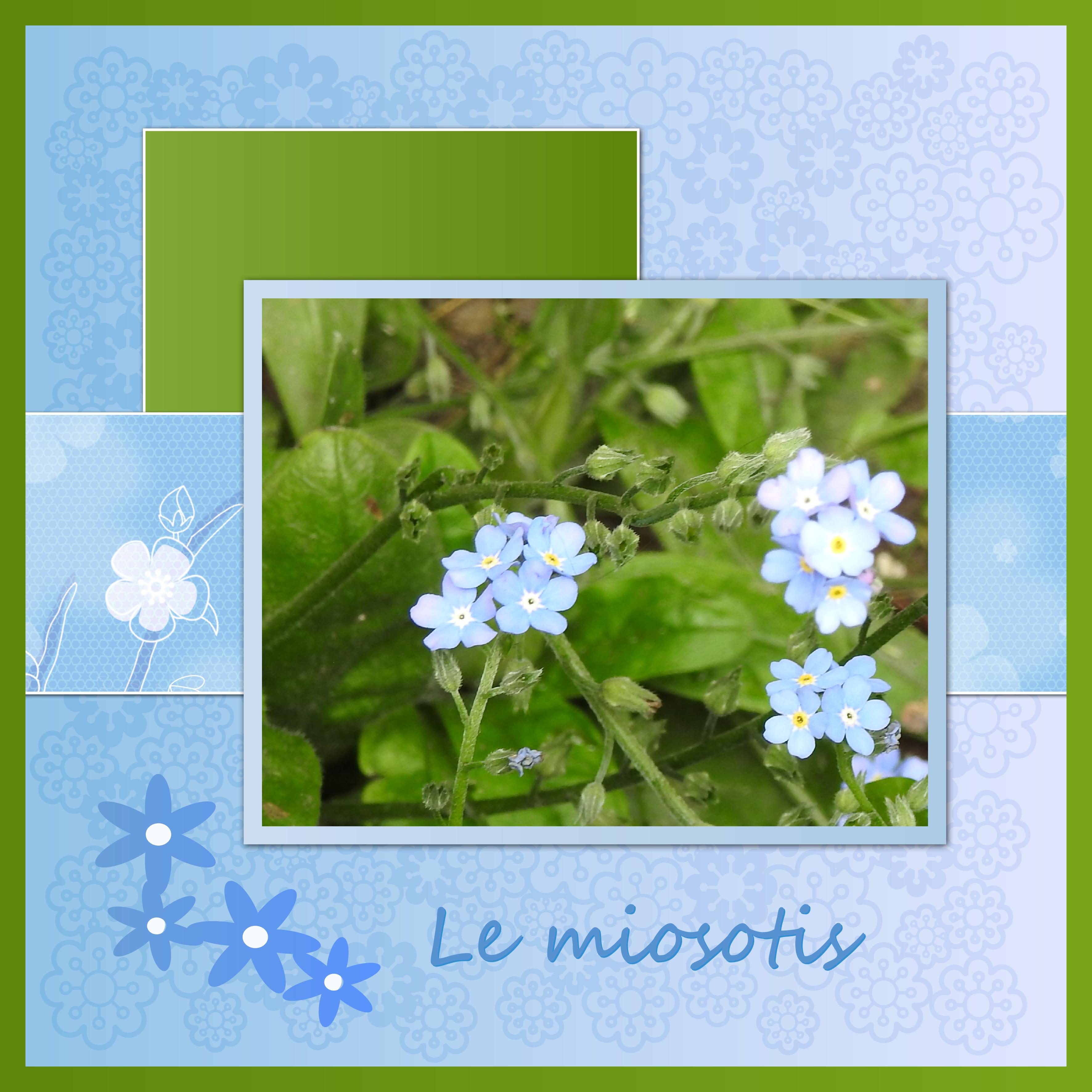 J-s263 - LE MYOSOTIS.jpg