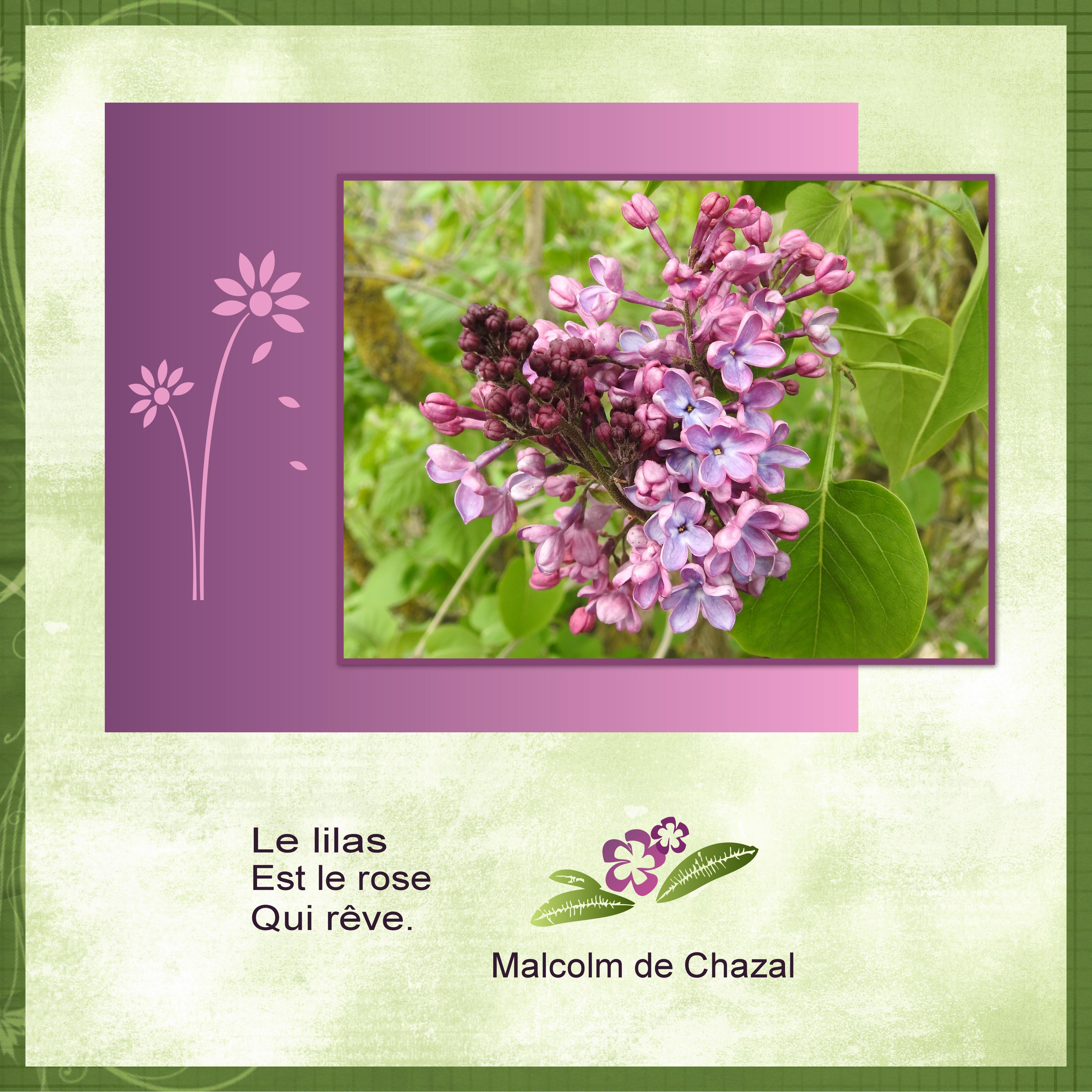 J-s27 - LE LILAS.jpg