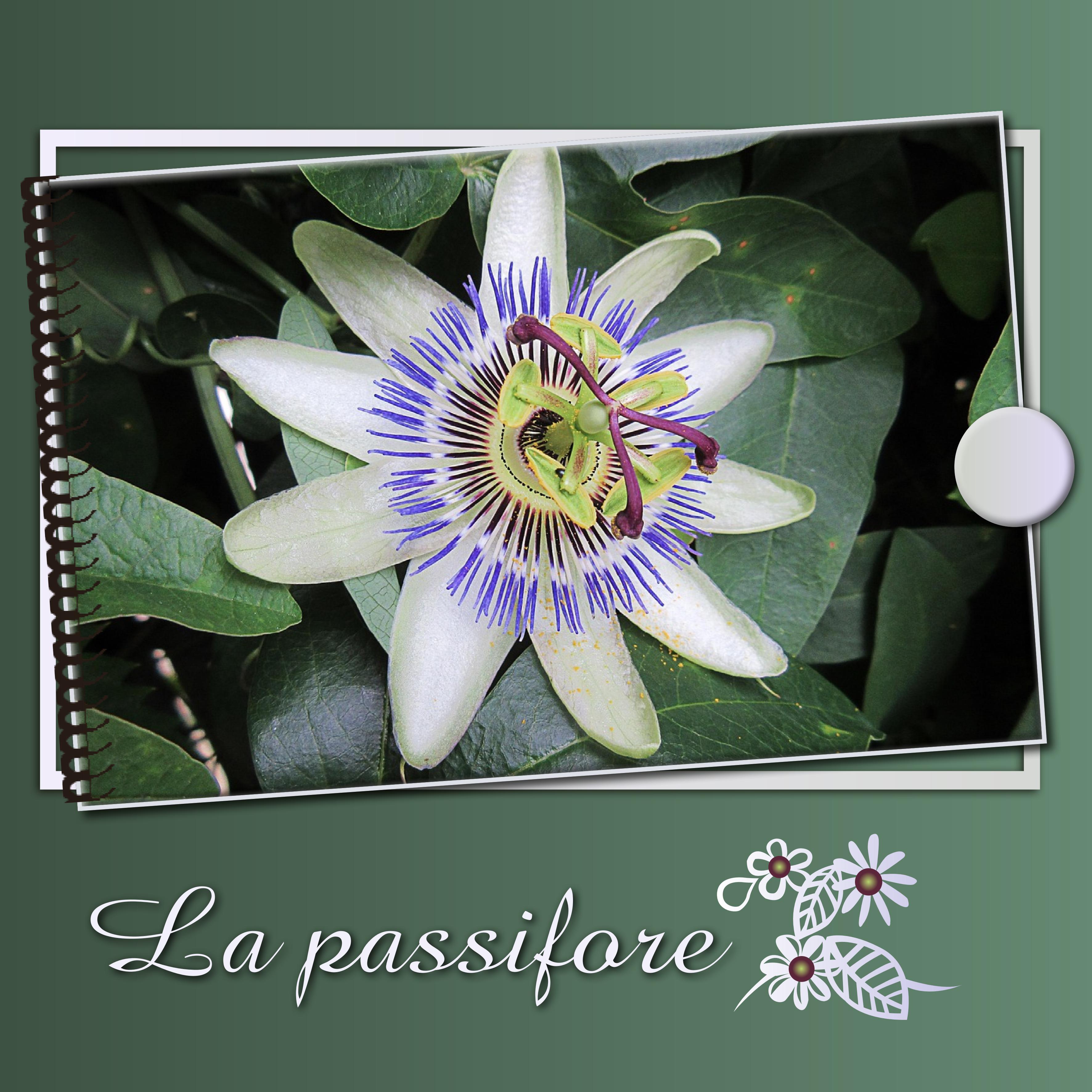J-s304 - LA PASSIFLORE.jpg