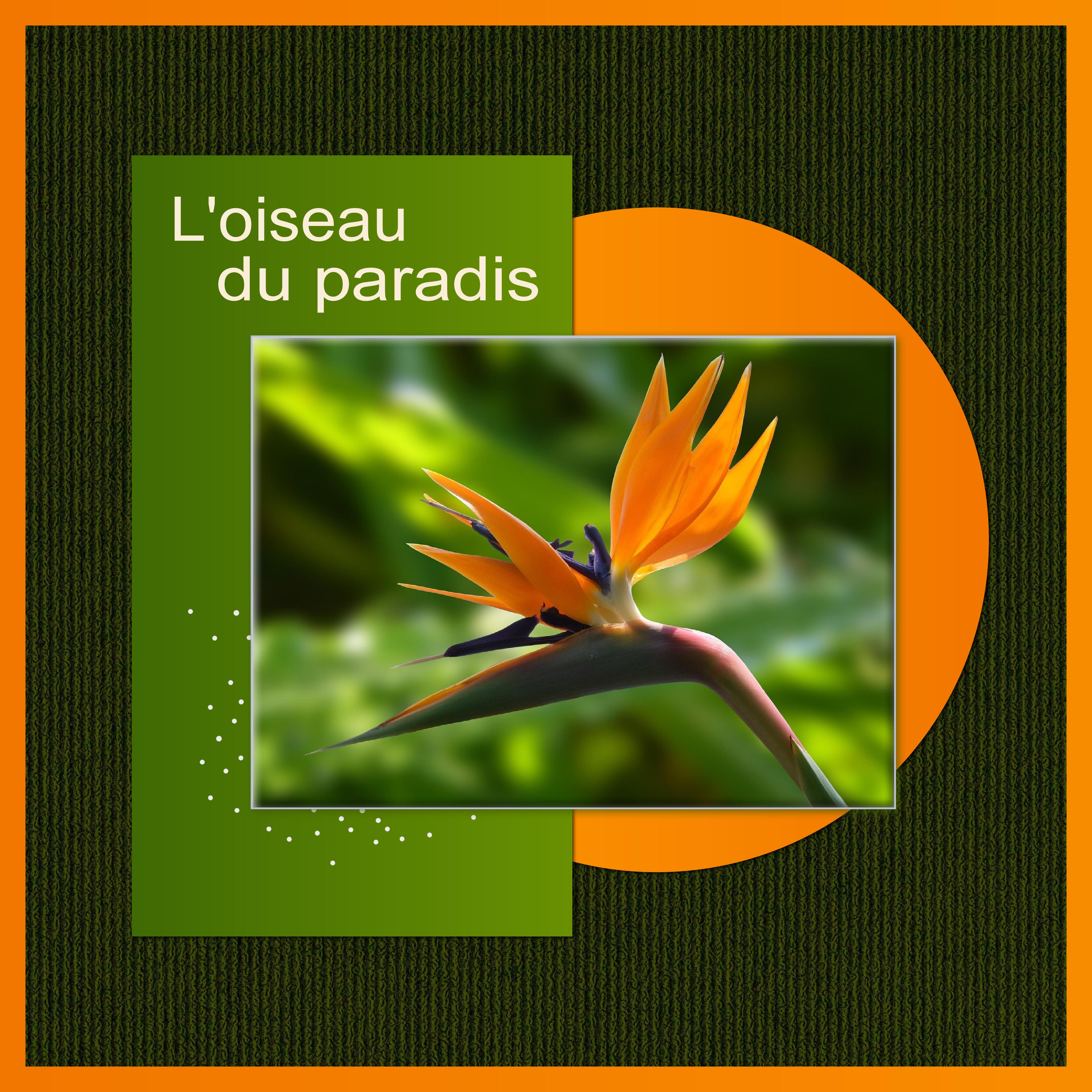 J-s305 - L'OISEAU DU PARADIS.jpg