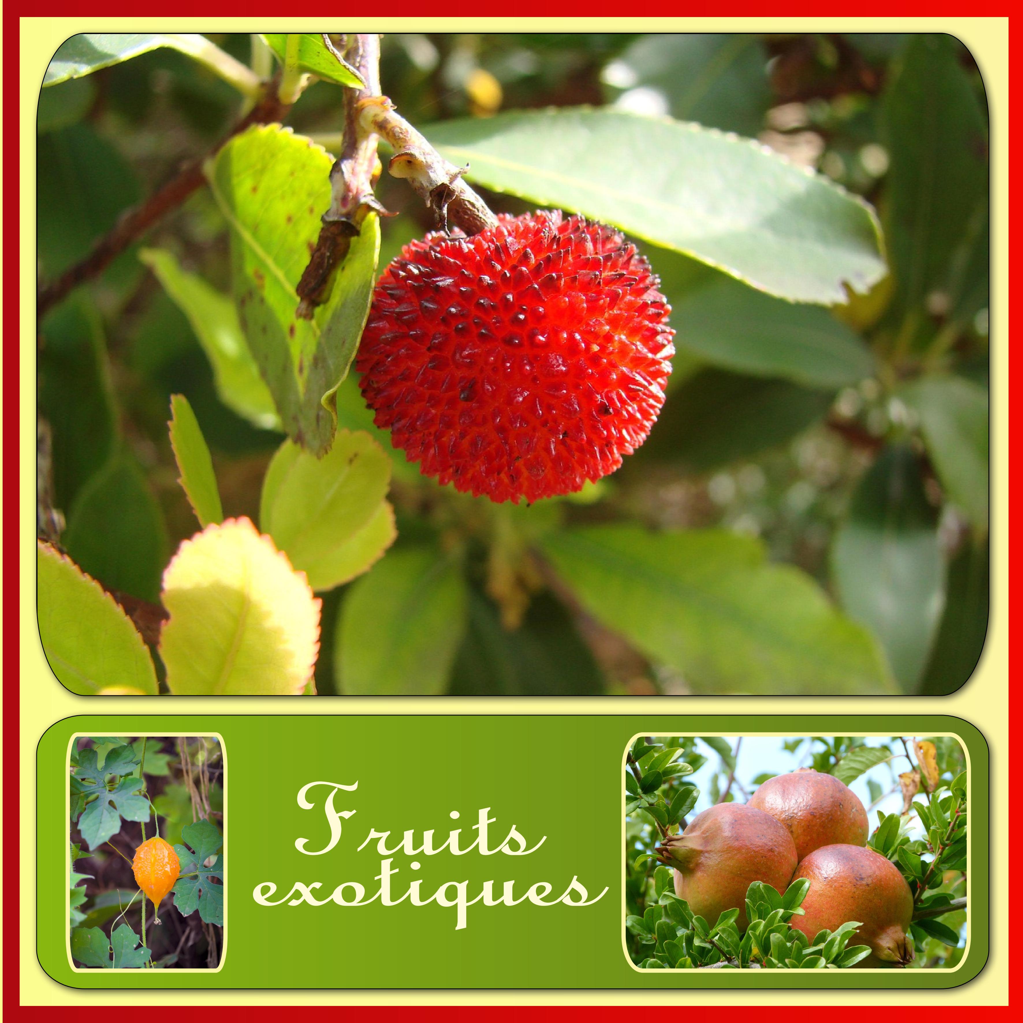 J-s306 - FRUITS EXOTIQUES.jpg