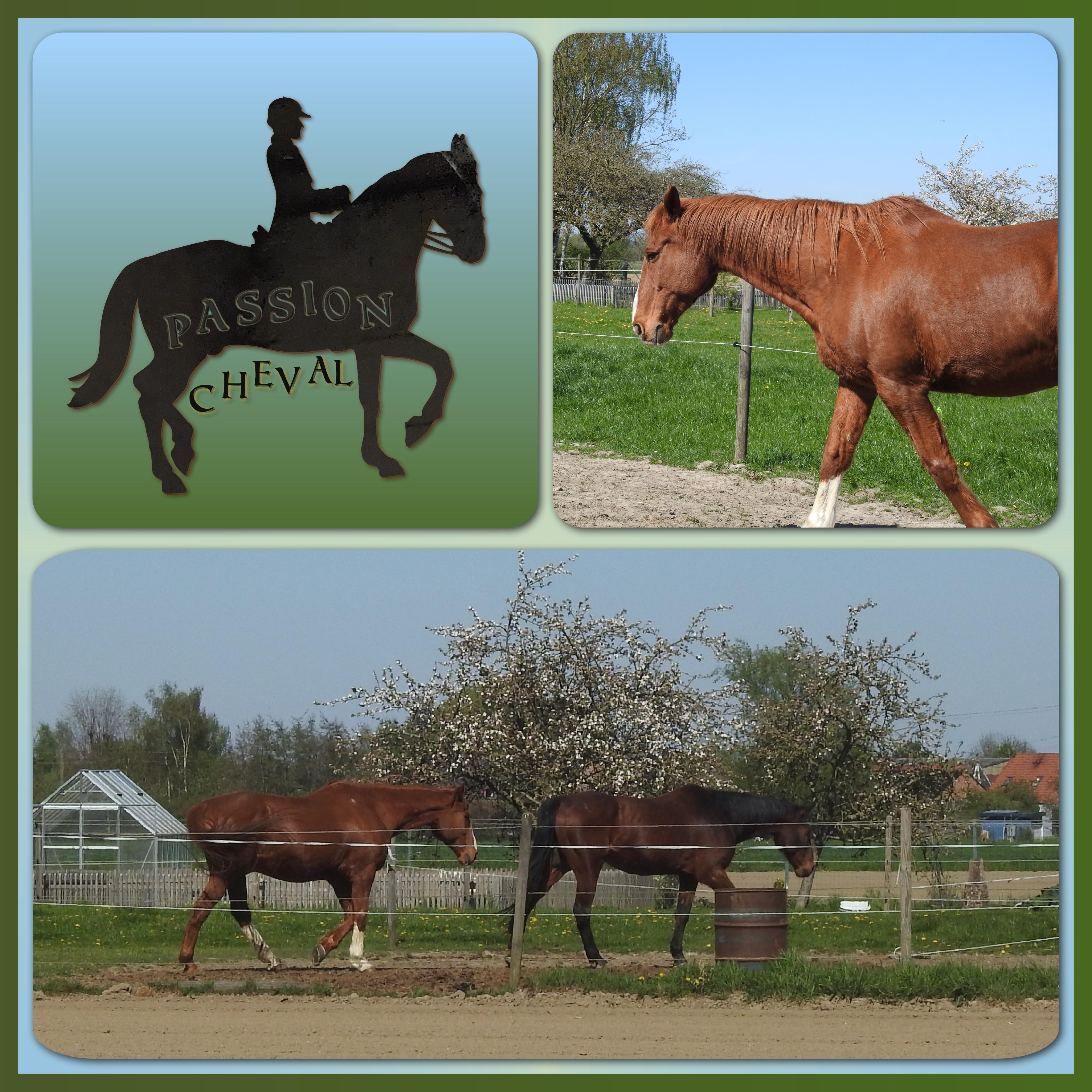 J-s317 - PASSION CHEVAL.jpg