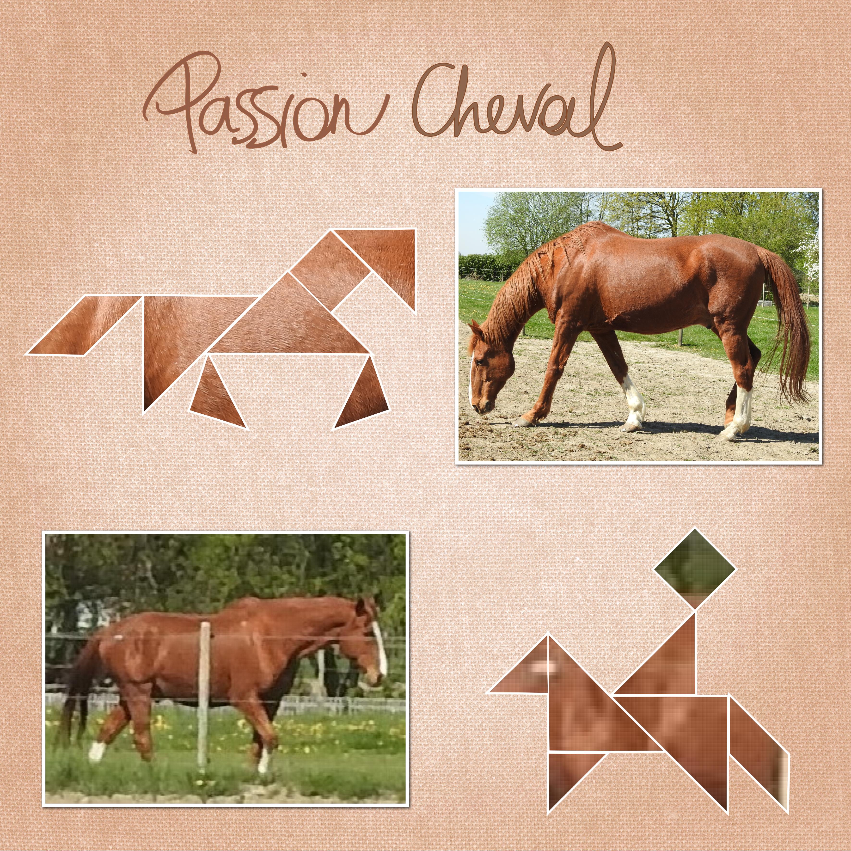 J-s318 - PASSION CHEVAL.jpg