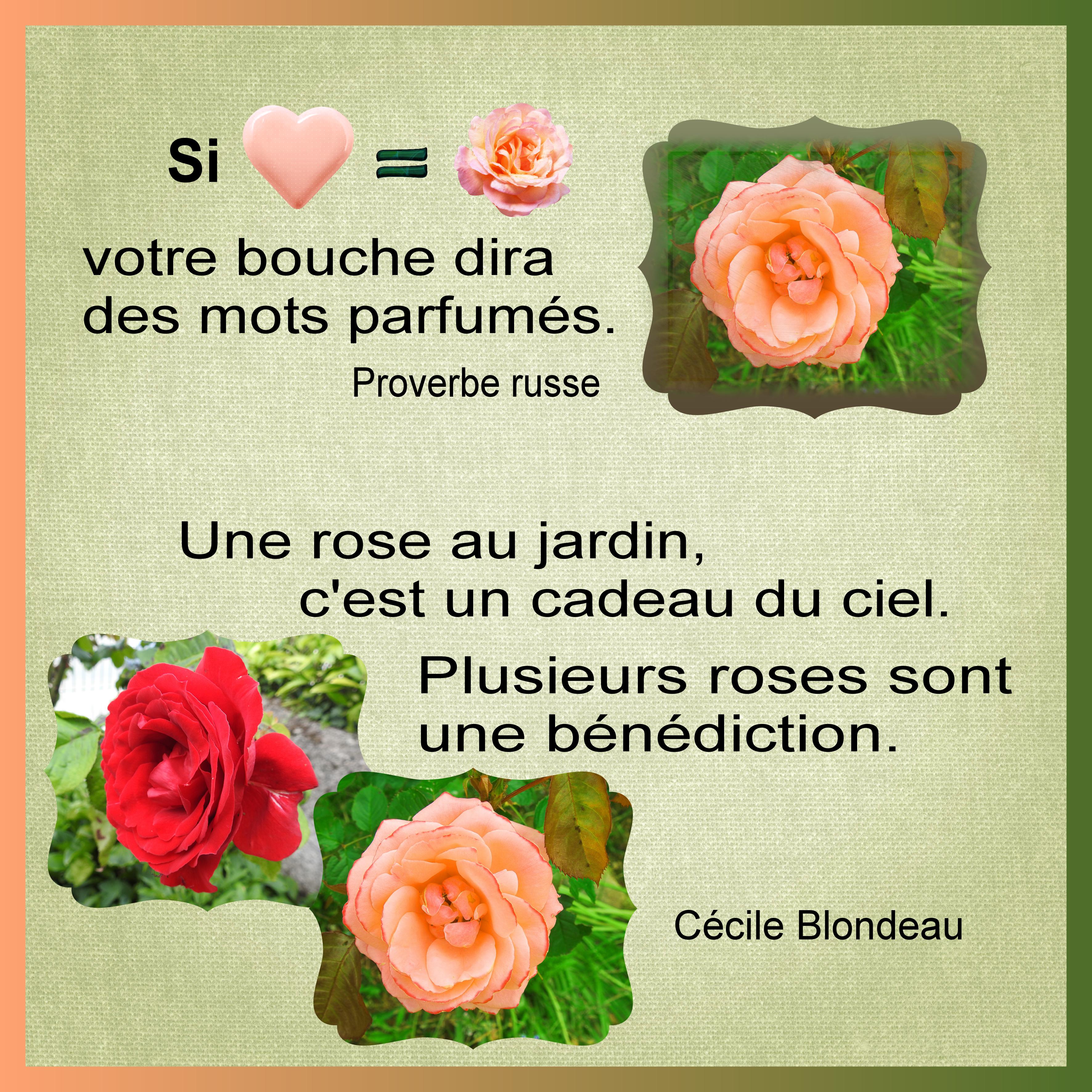 J-s343 - UNE ROSE.jpg