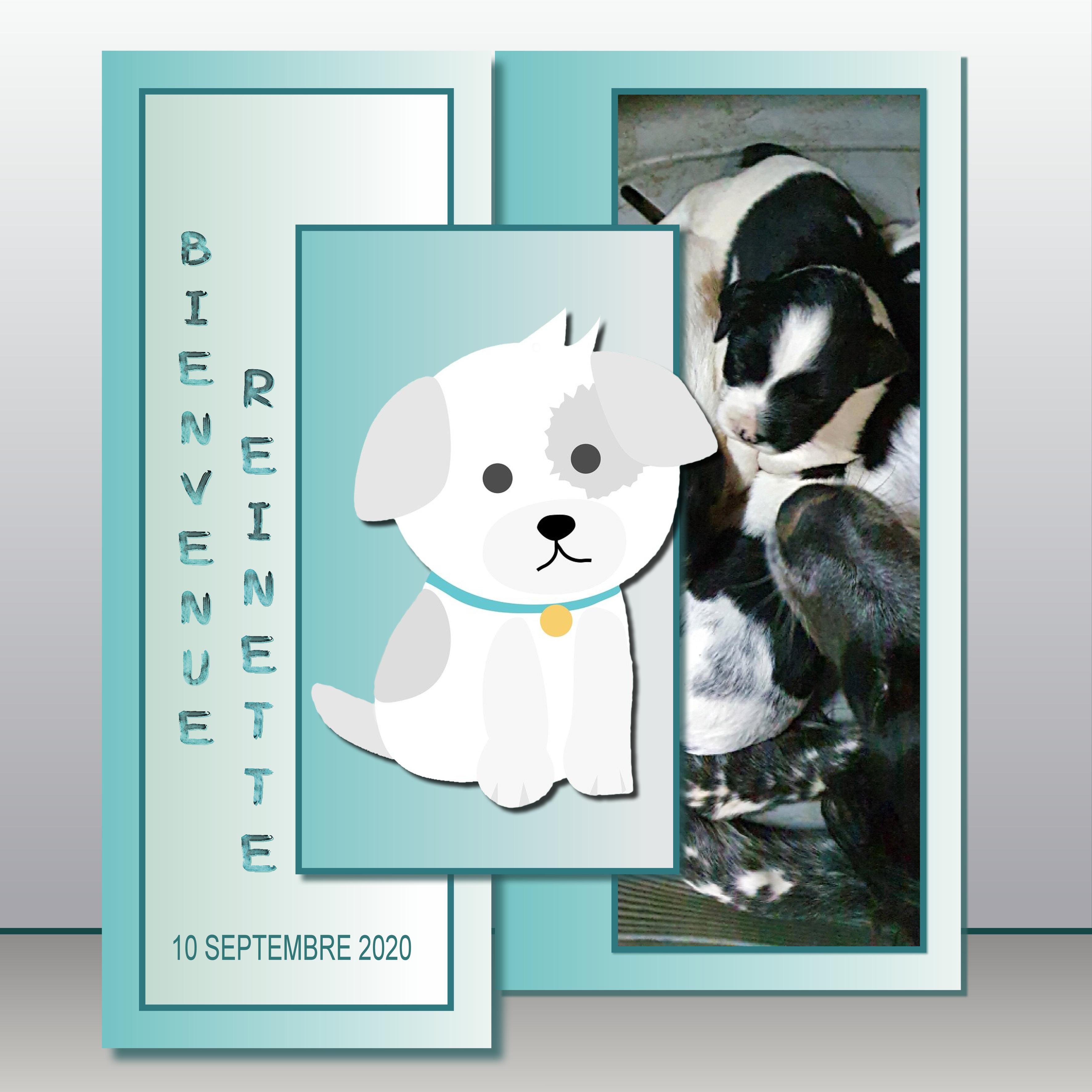 J-s355 - BIENVENUE REINETTE.jpg