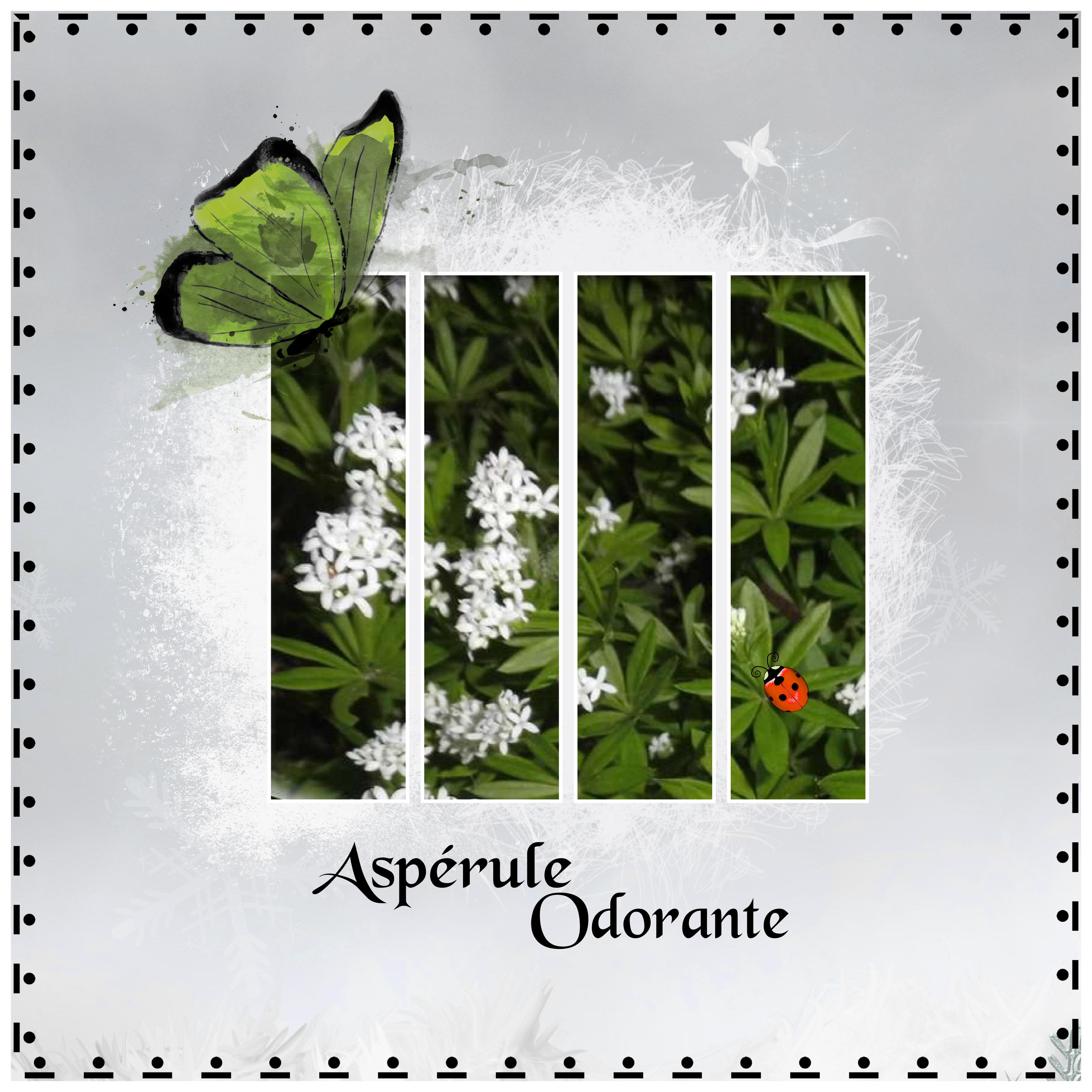 J-s365 - ASPERULE ODORANTE.jpg