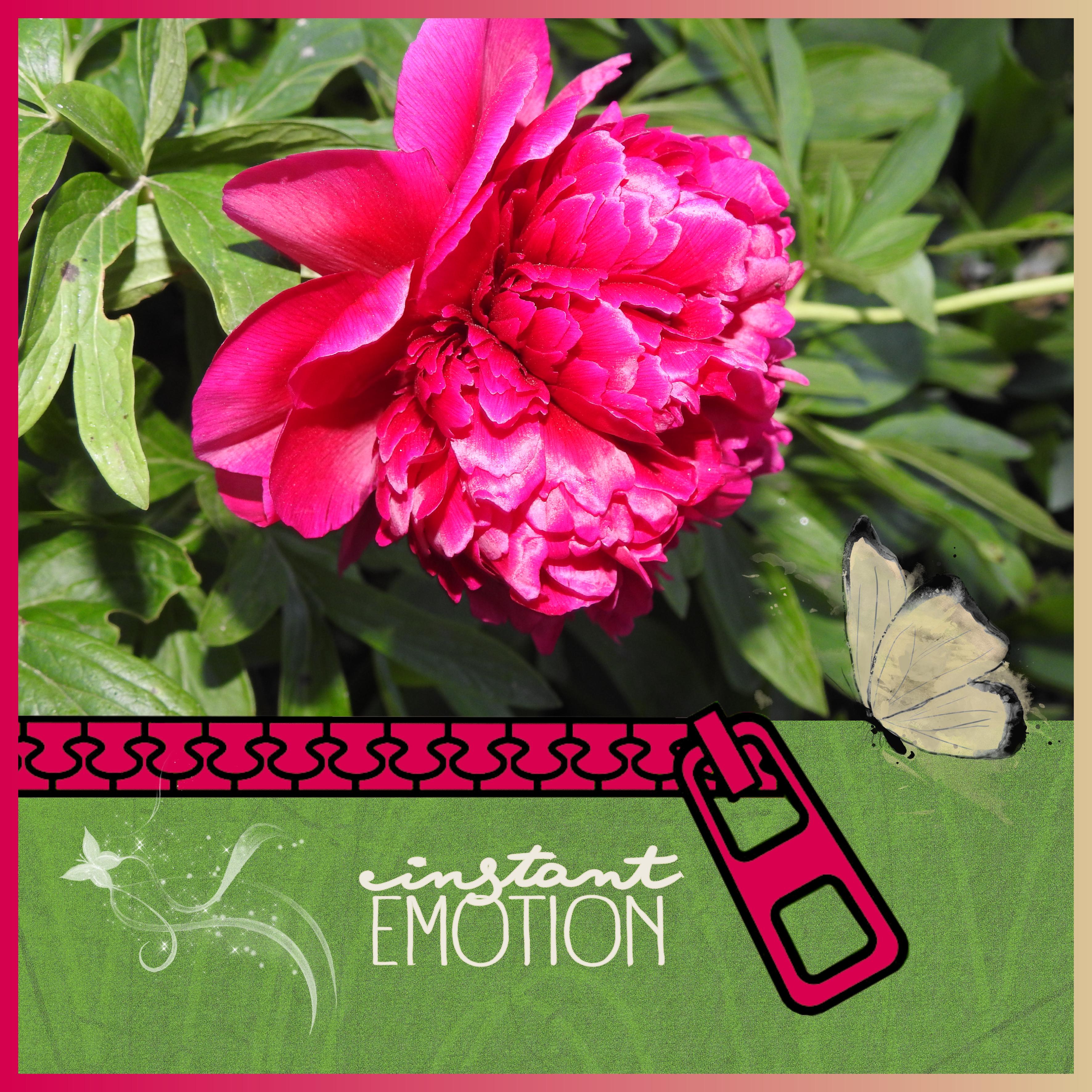 J-s366 - INSTANT EMOTION.jpg