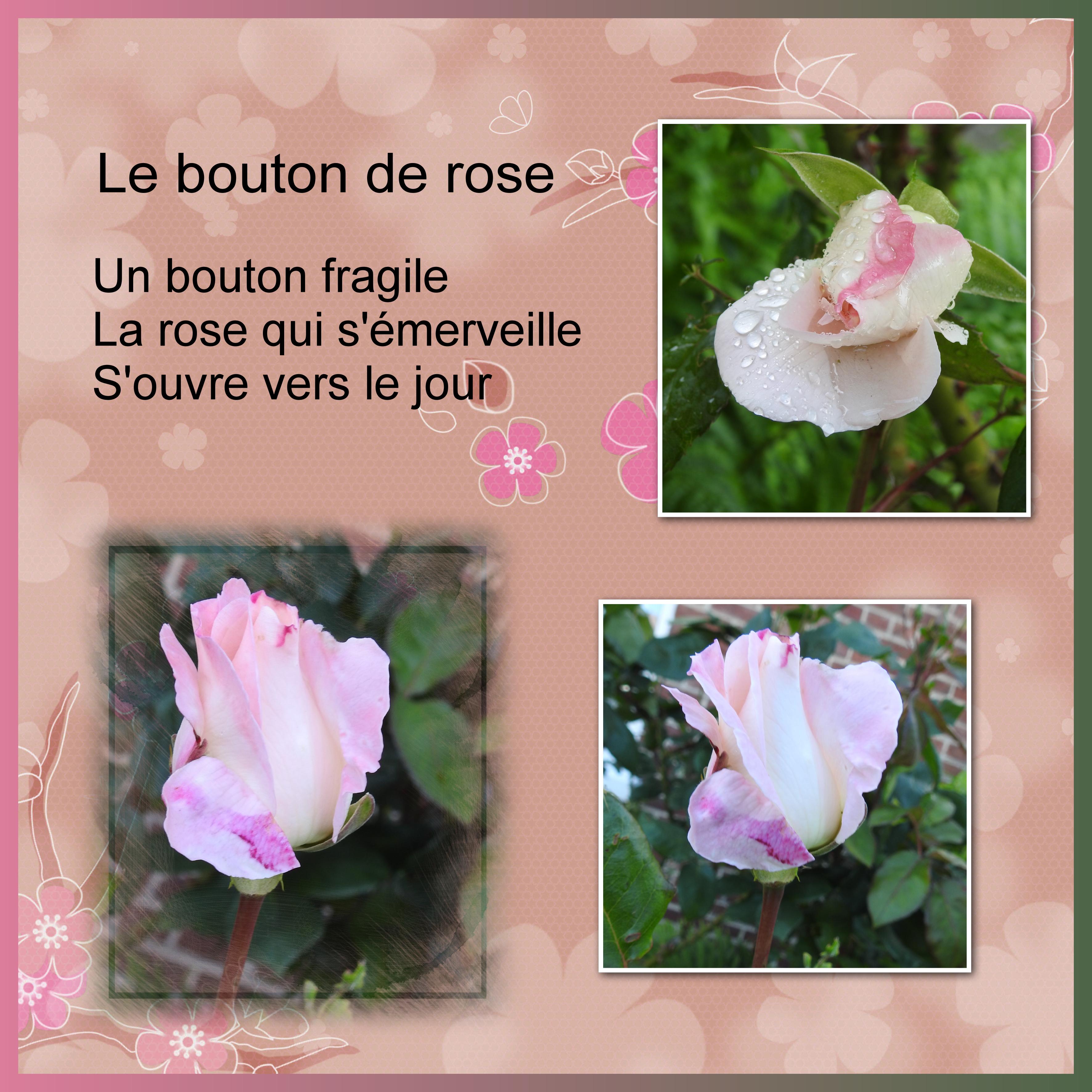 J - s368 - LE BOUTON DE ROSE.jpg
