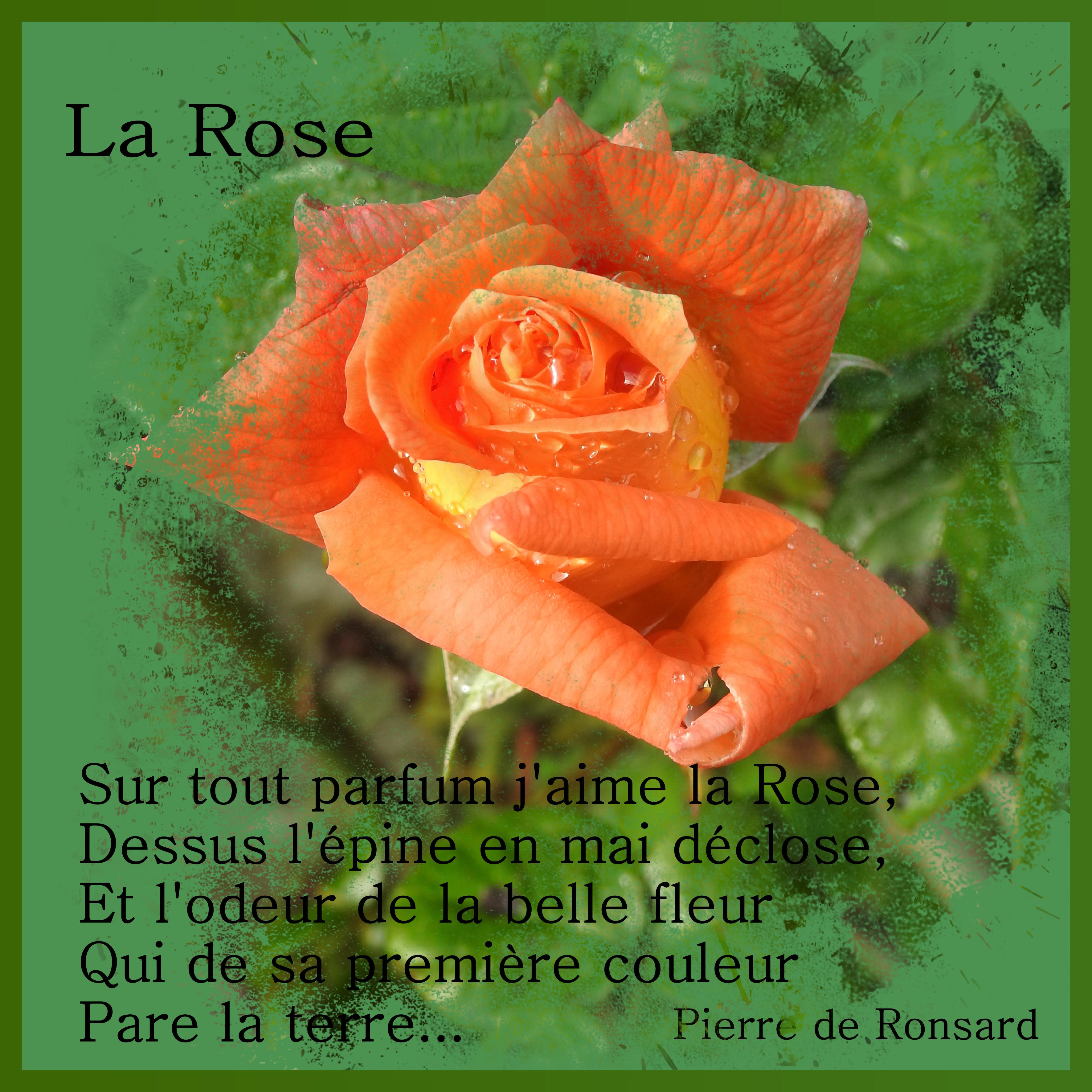 J-s374 - LA ROSE.jpg