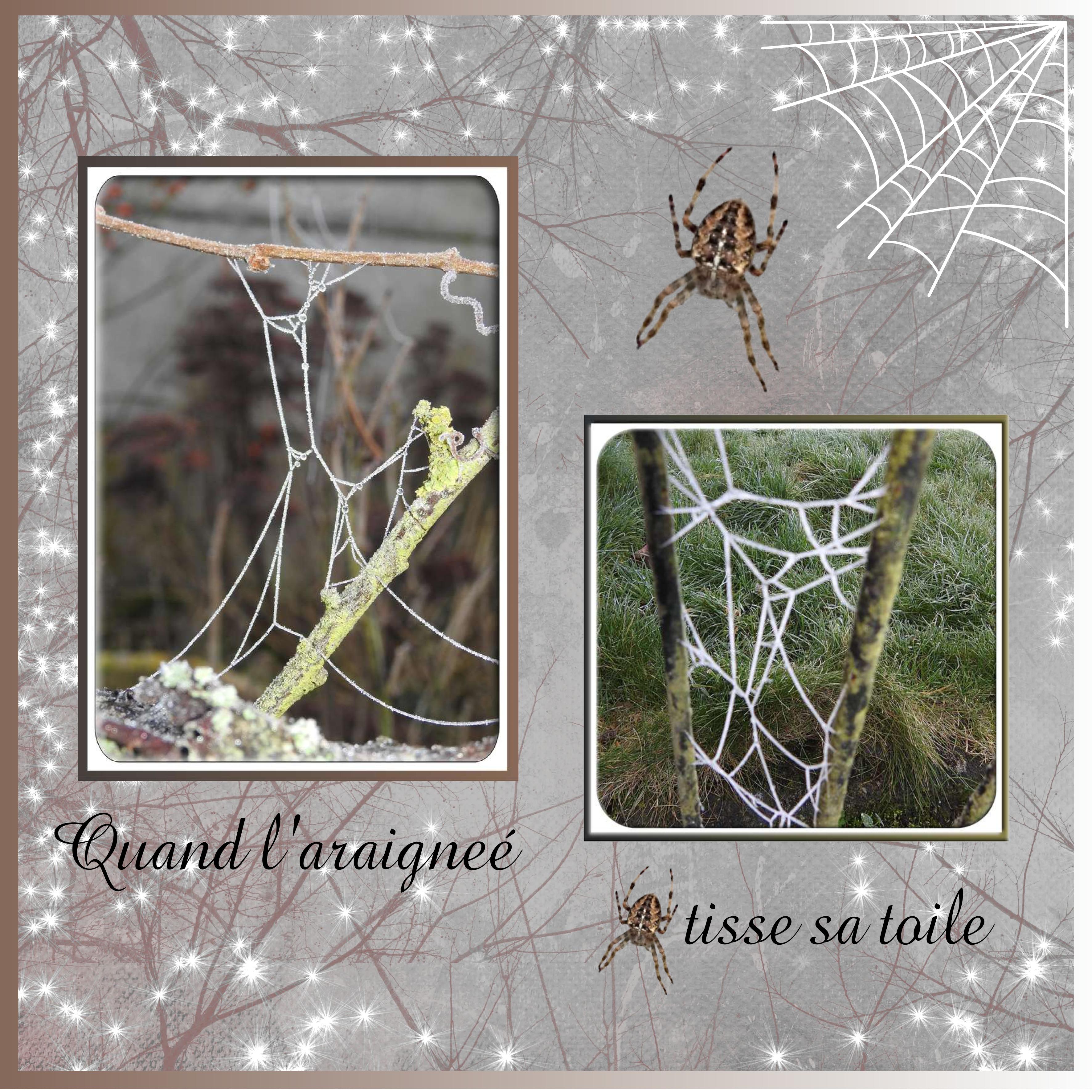 J-s396 - QUAND L'ARAIGNEE TISSE SA TOILE.jpg