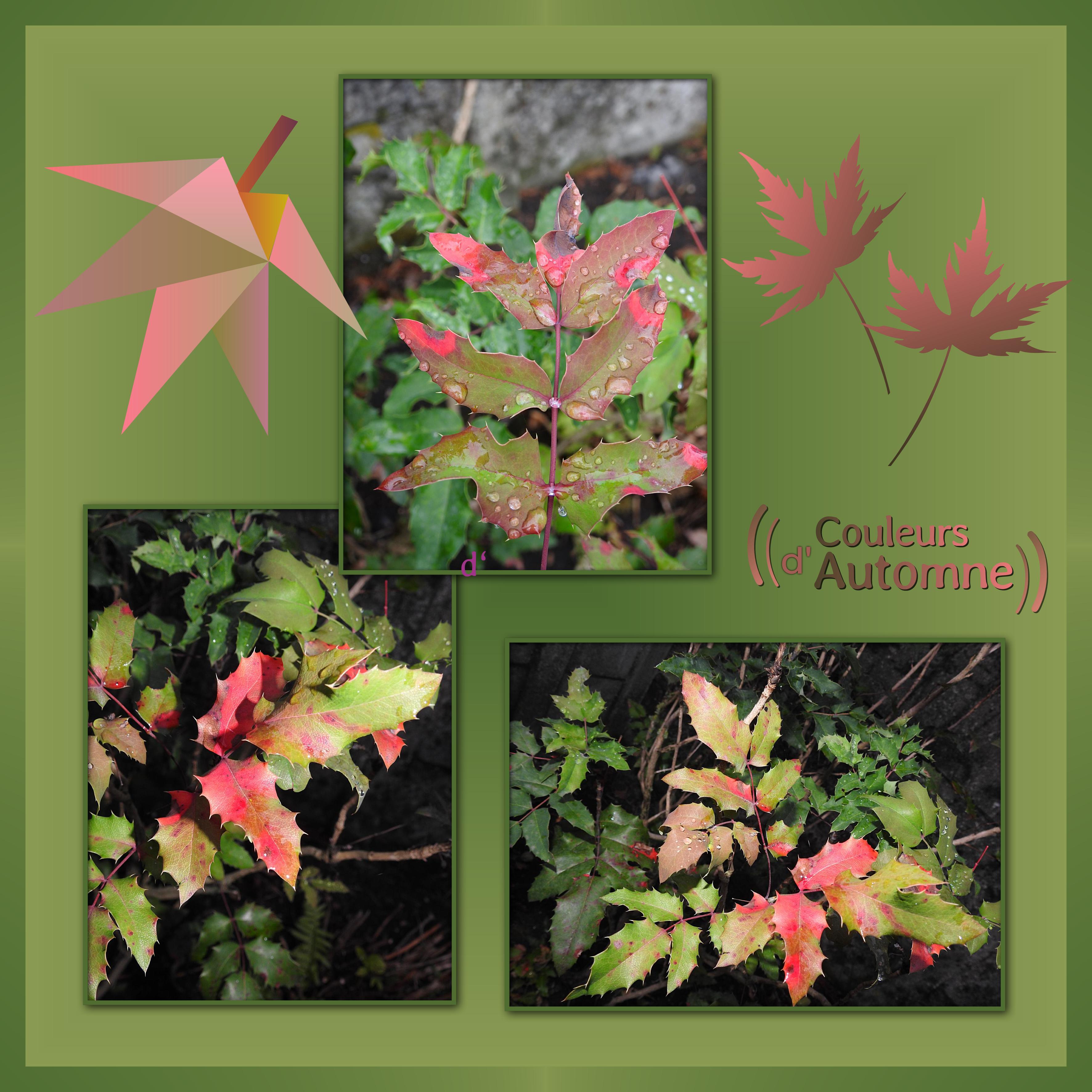 J-s4 - COULEURS D'AUTOMNE.jpg