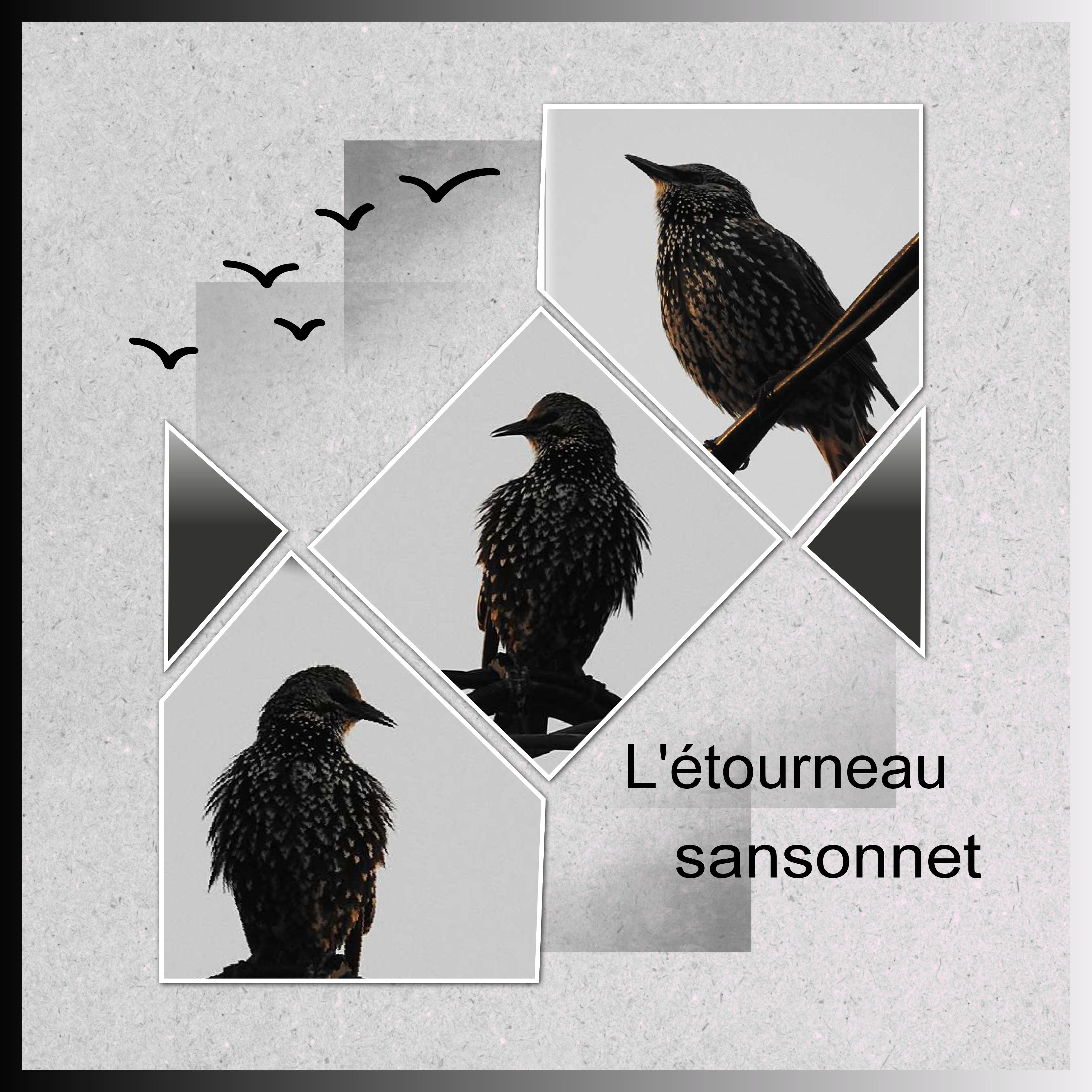 J-s411 - L'ETOURNEAU SANSONNET .jpg