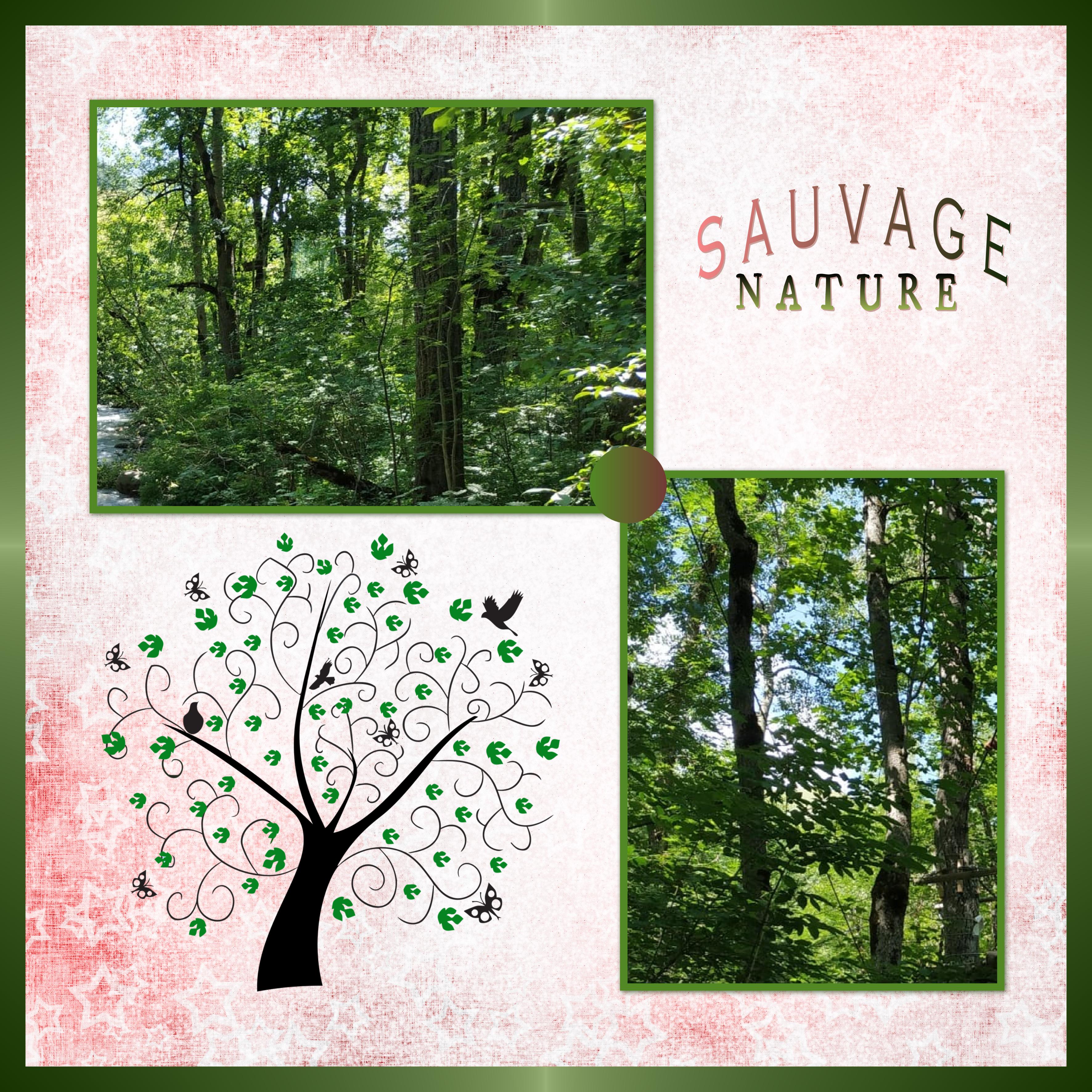 J-s45 - NATURE SAUVAGE.jpg