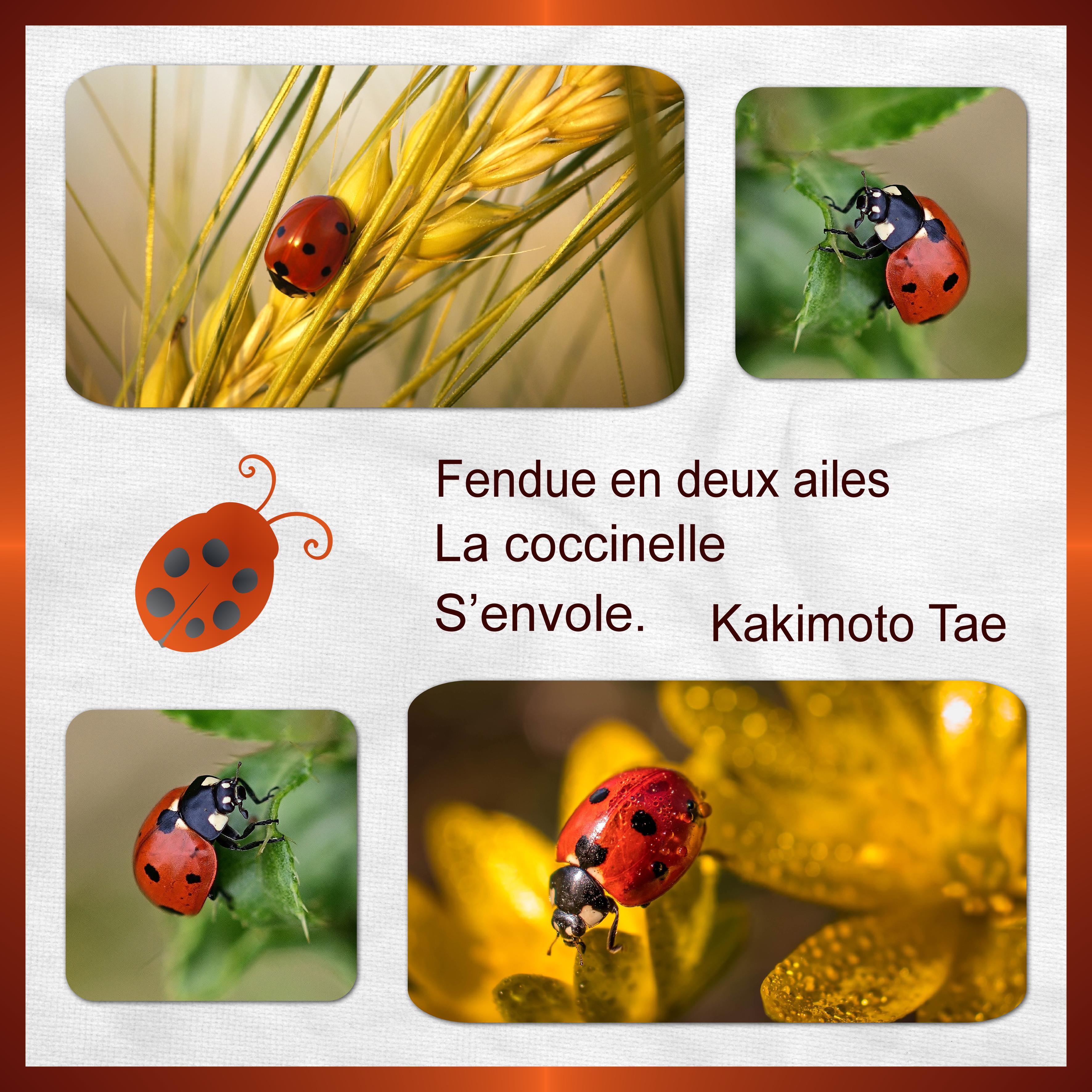 J-s57 - COCCINELLE.jpg