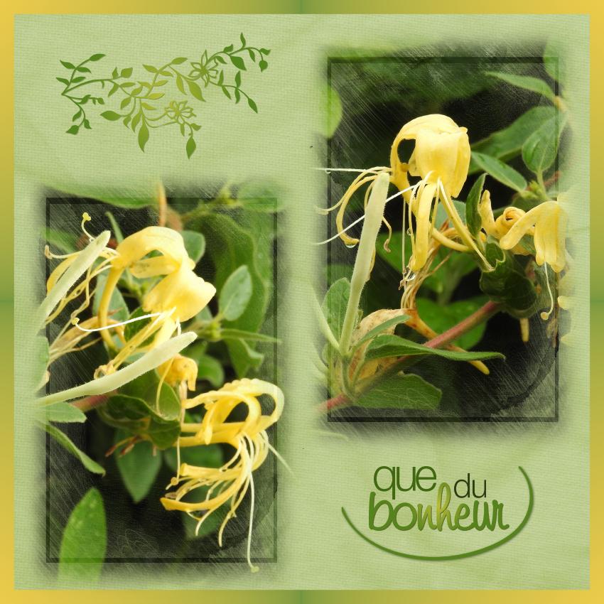 J-s79 - QUE DU BONHEUR.jpg