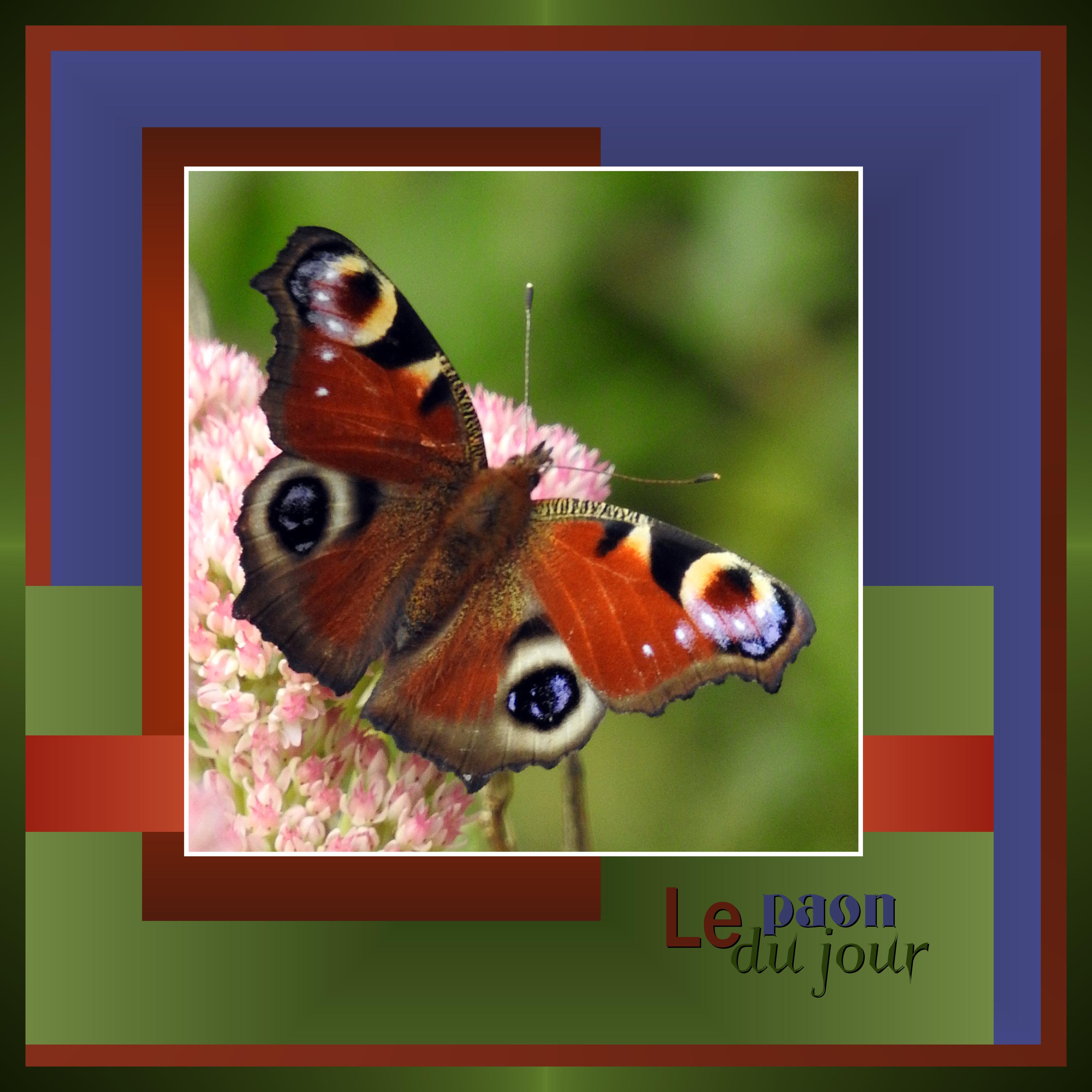 J-s8 - LE PAON DU JOUR.jpg