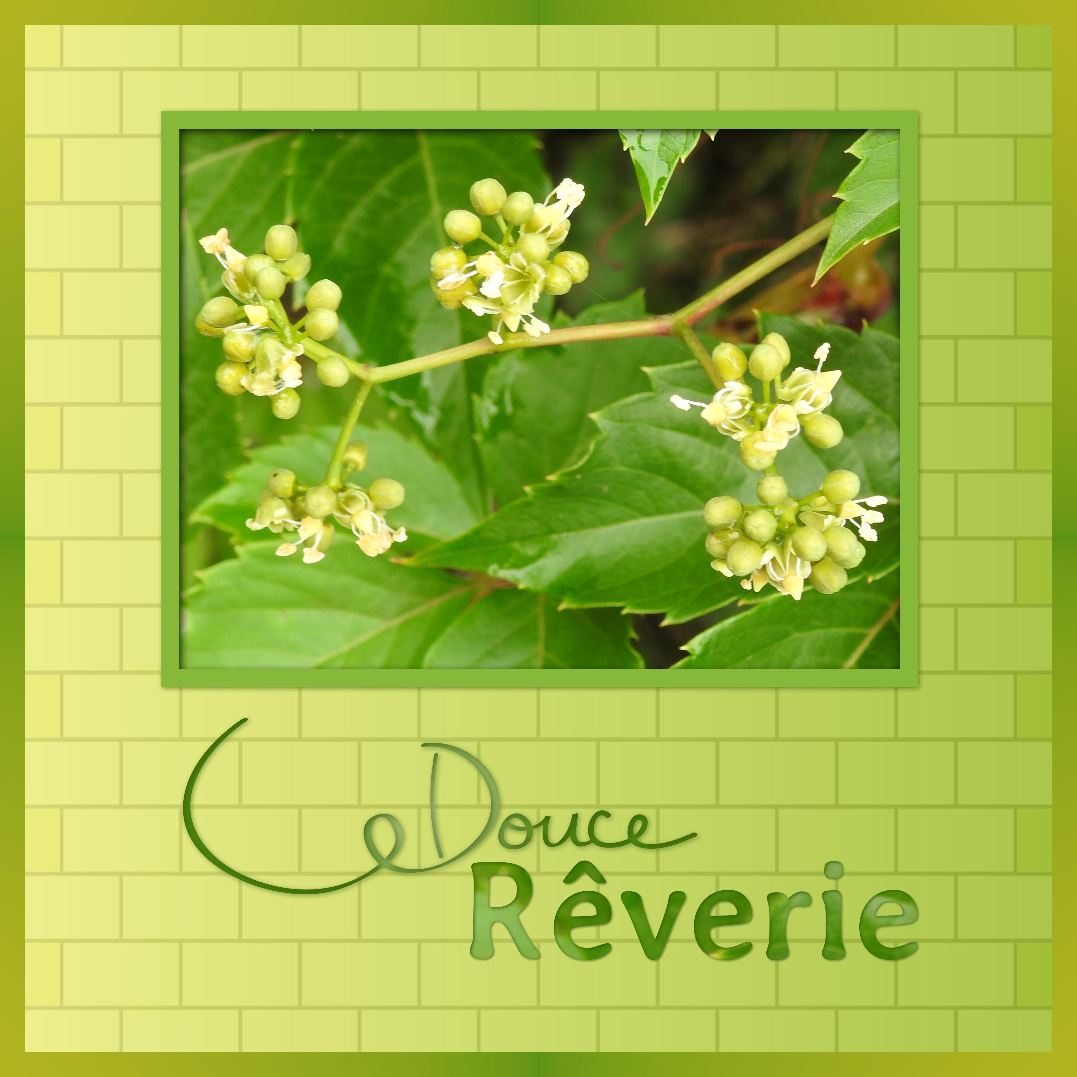 J-s80 - DOUCE REVERIE.jpg