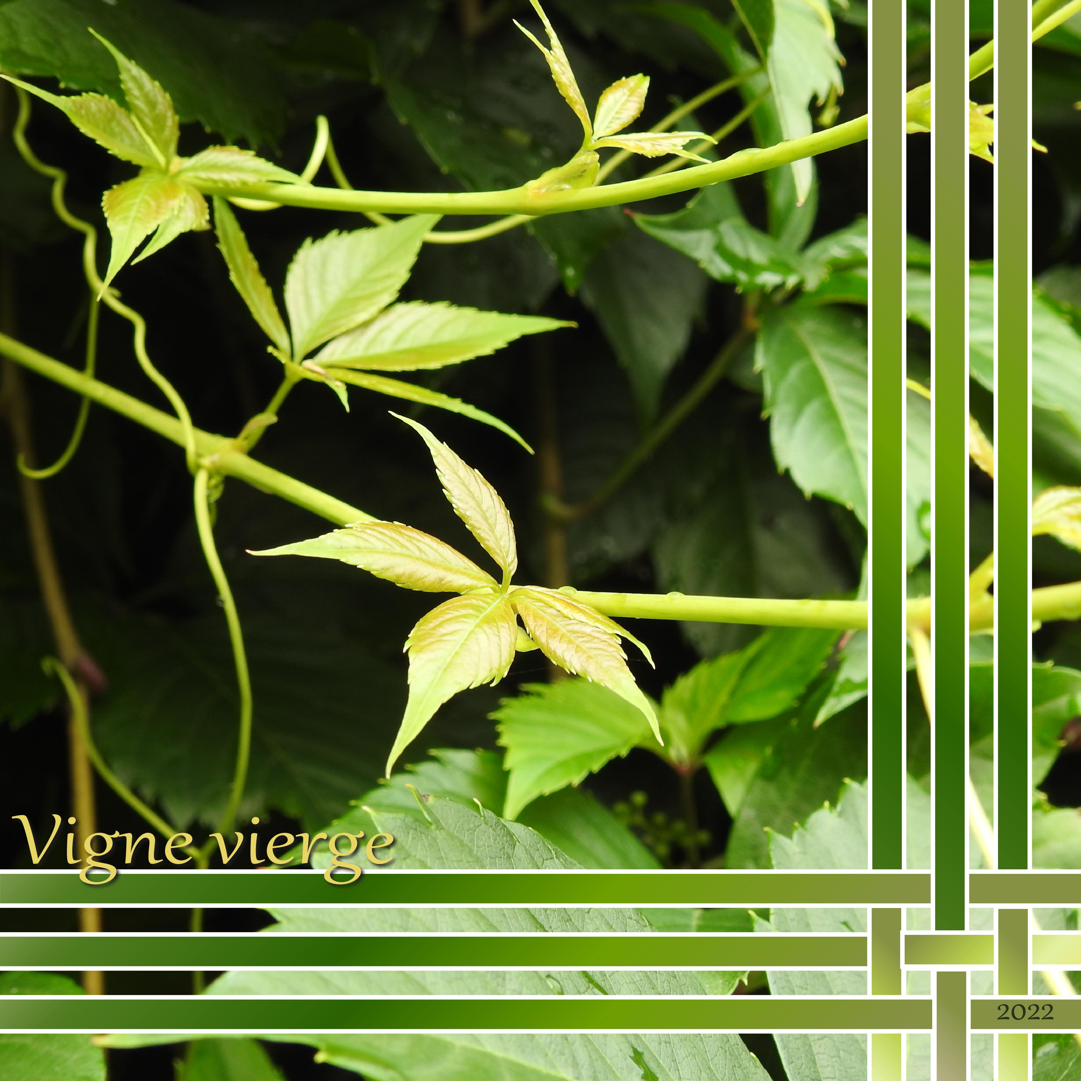 J-s86 - VIGNE VIERGE.jpg