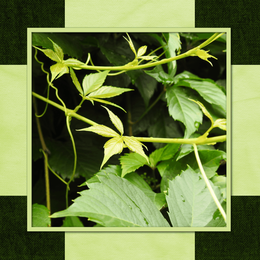 J-s88 - FLOU RADIAL.gif