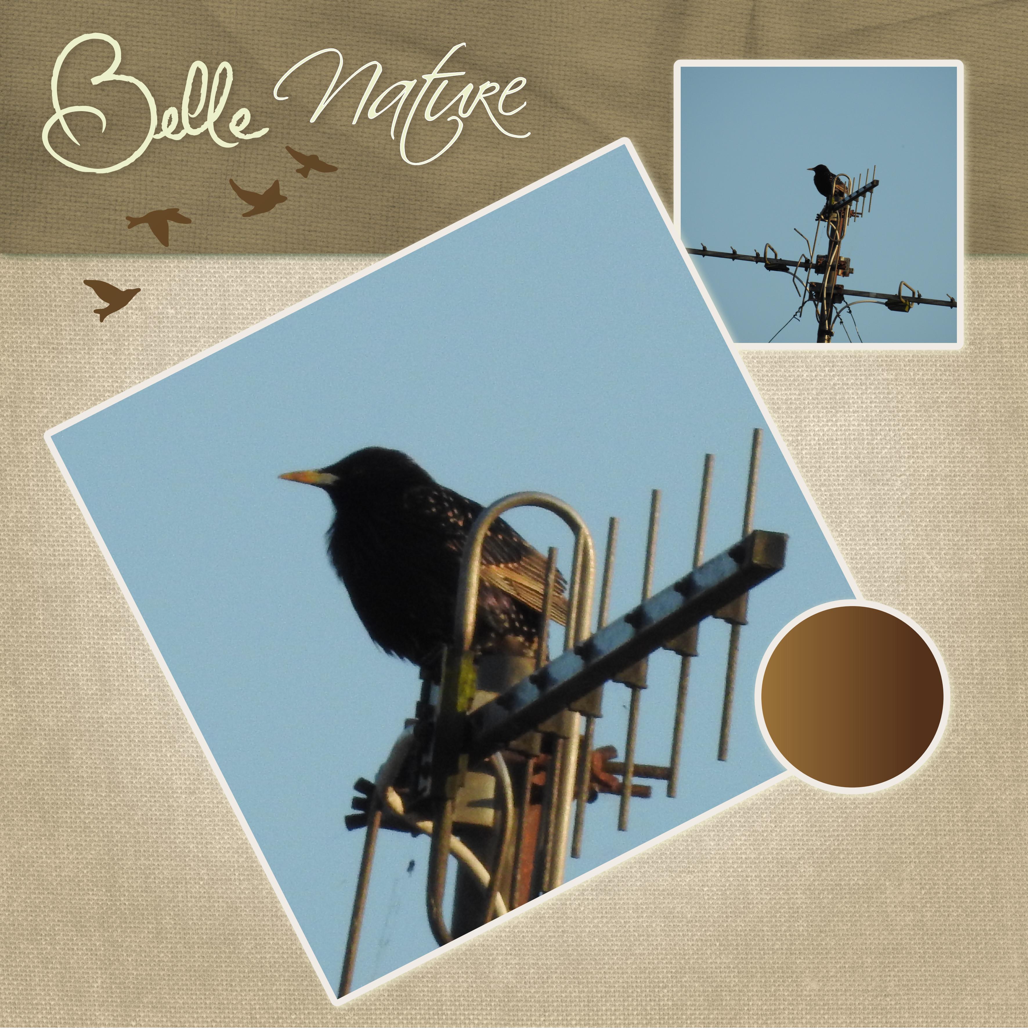 J-s99 - BELLE NATURE.jpg