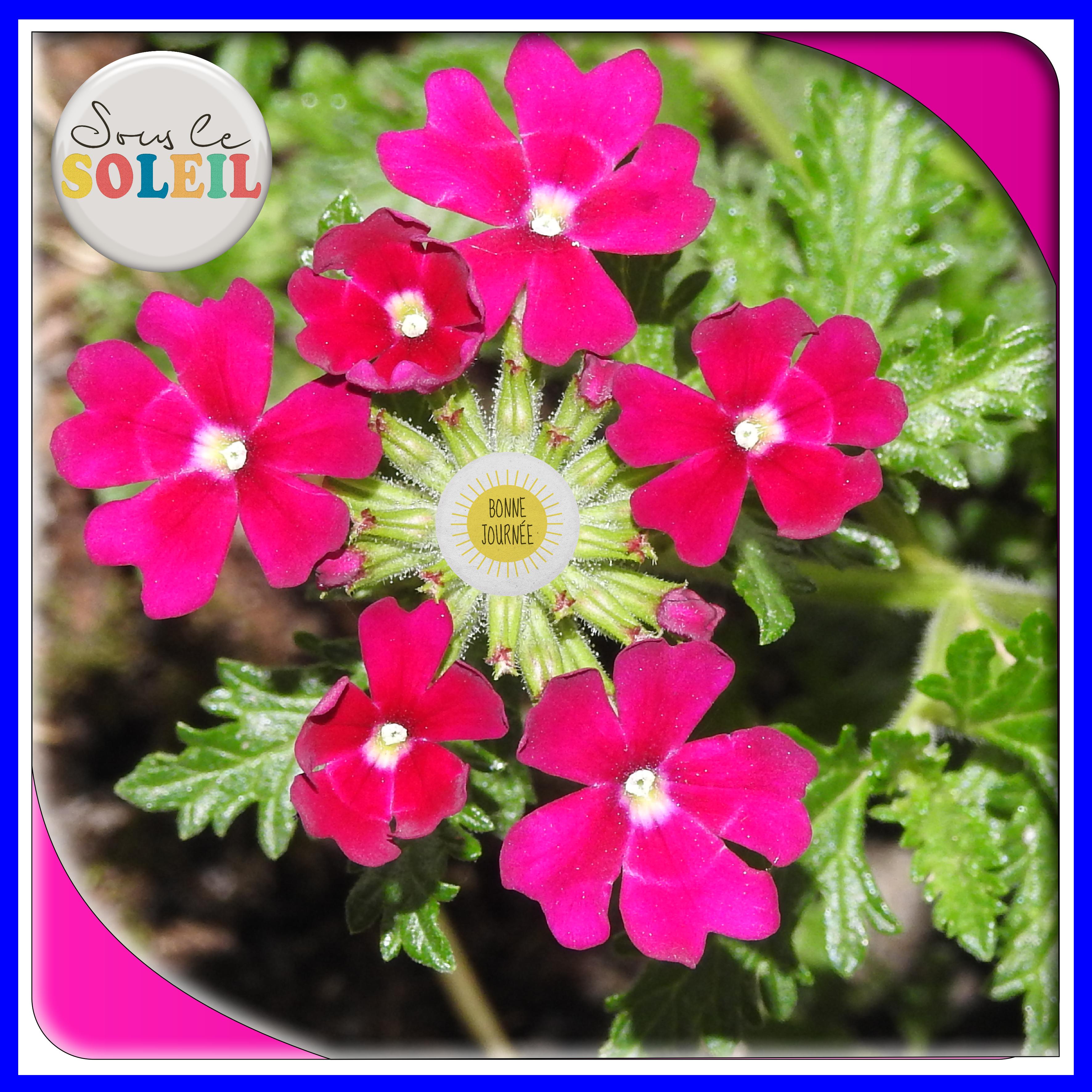 J - SOUS LE SOLEIL - BONNE JOURNEE.jpg