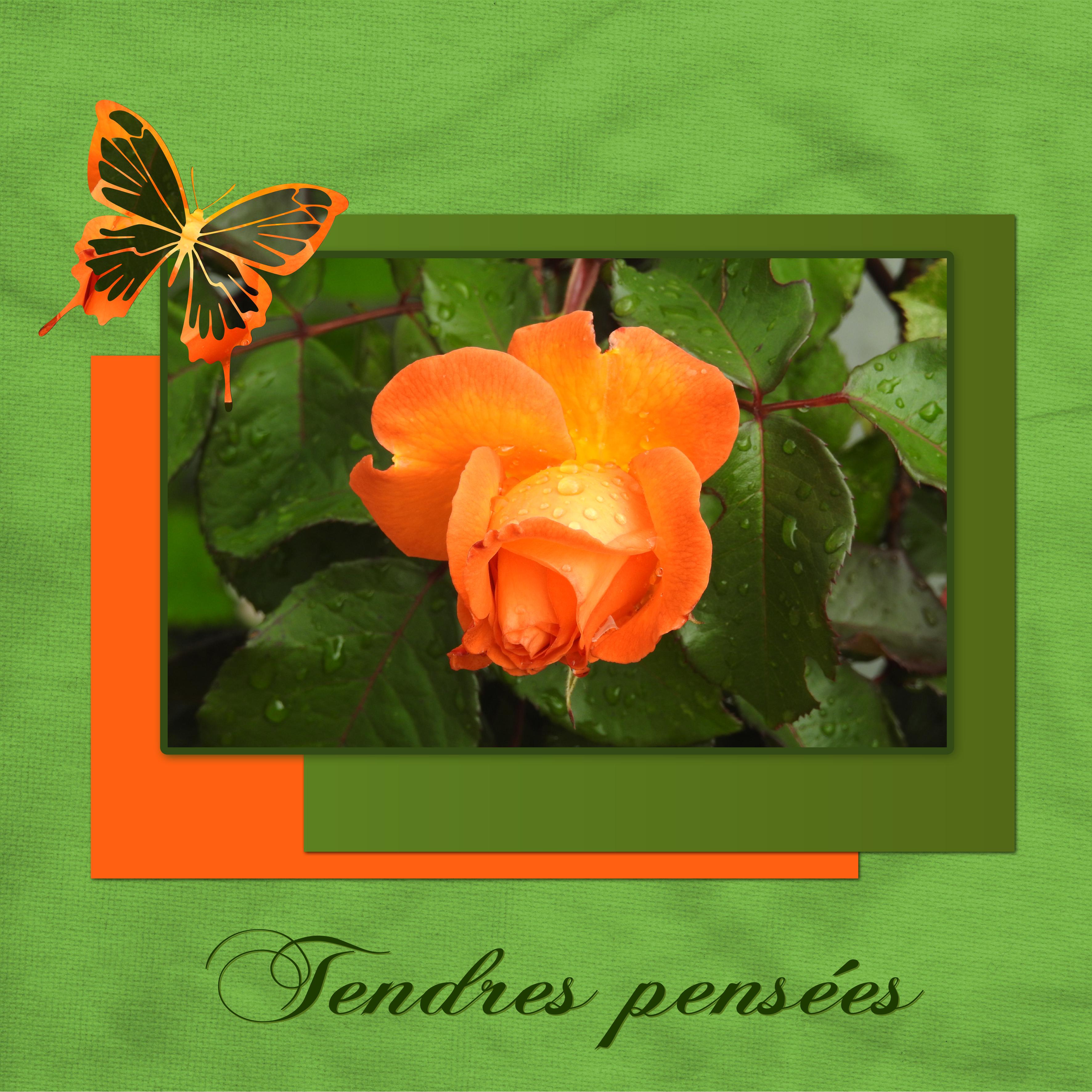 J - TENDRES PENSEES.jpg