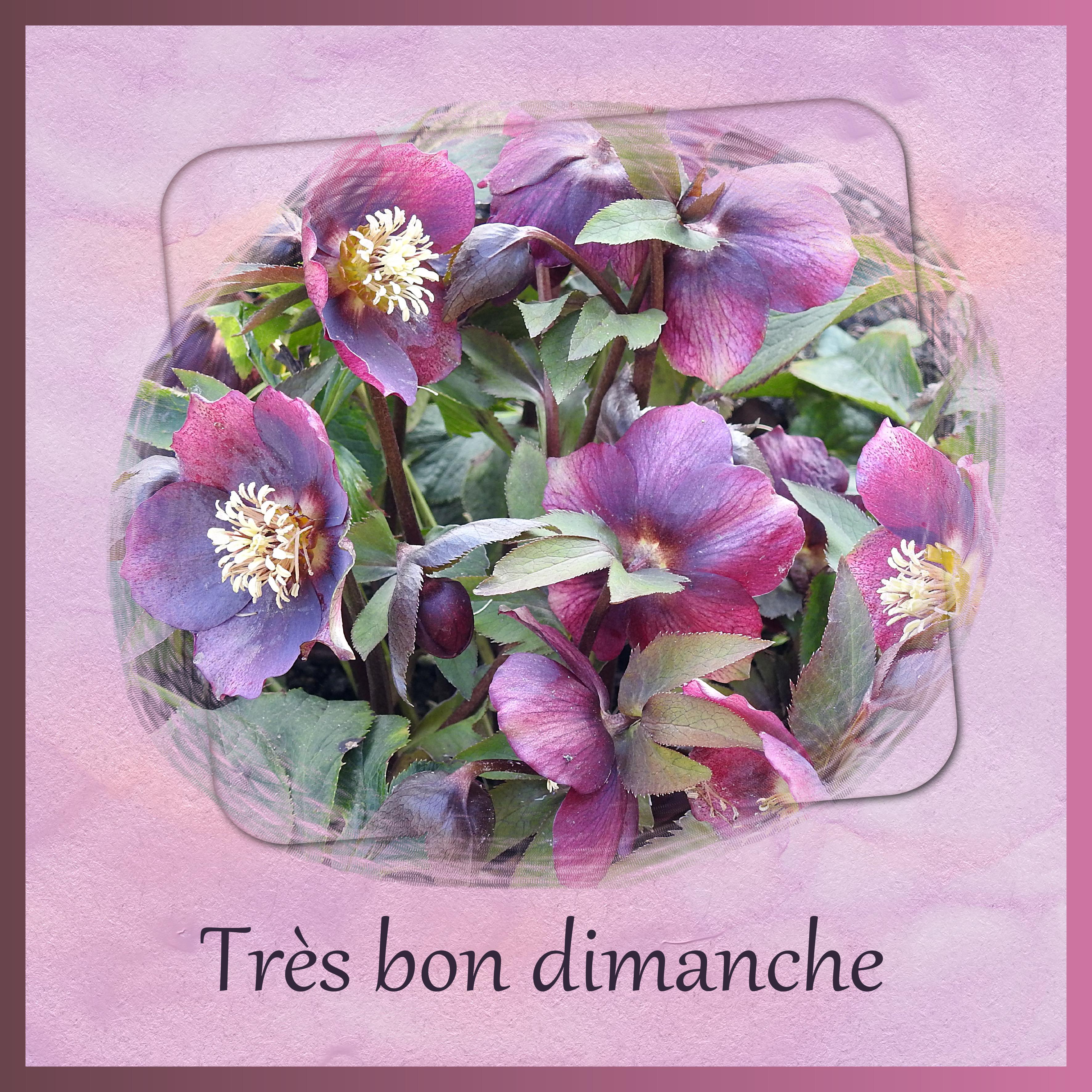 J - TRES BON DIMANCHE.jpg