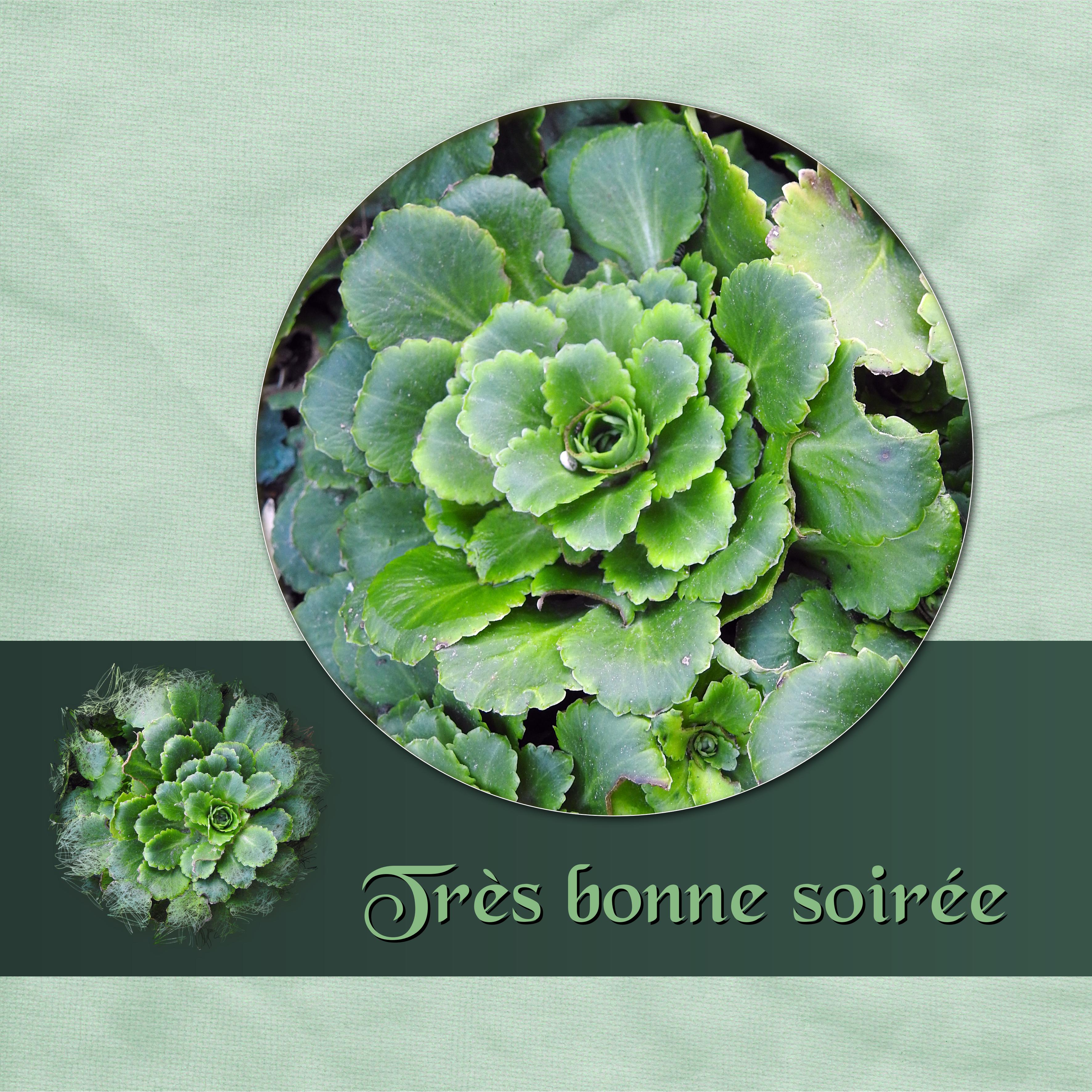 J - TRES BONNE SOIREE.jpg