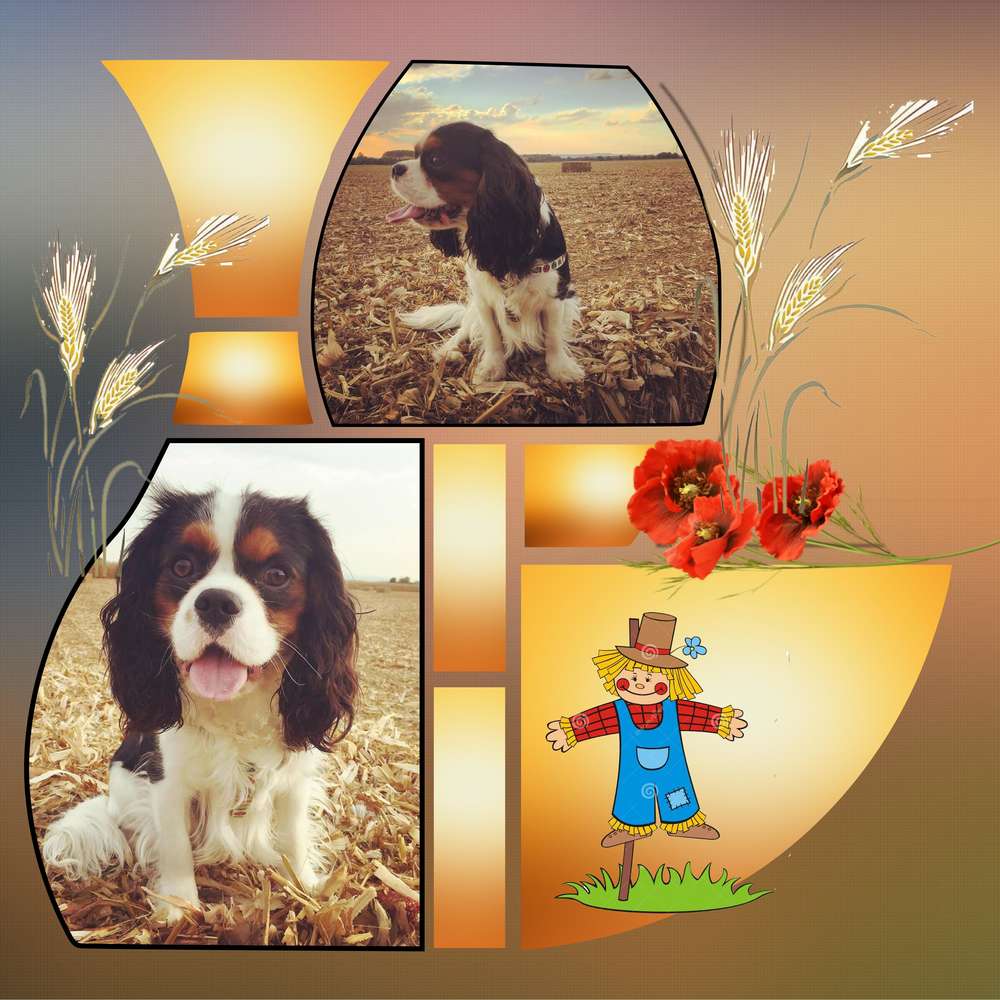 j_aime_les_champs_de_mais