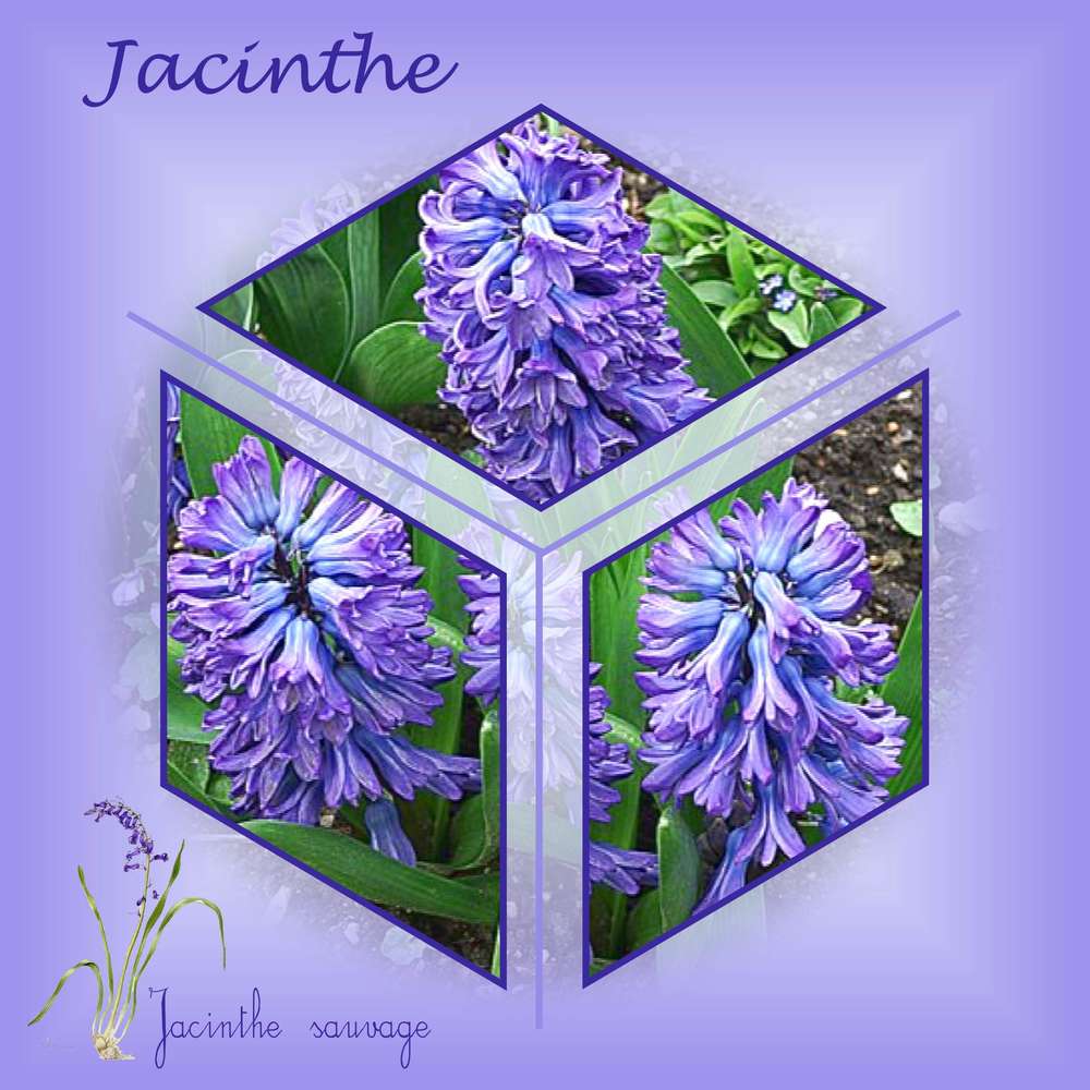 Jacinthe