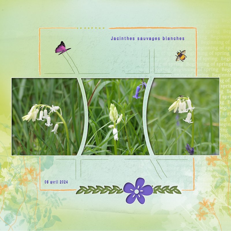 Jacinthes sauvages blanches aperçues lors de ma cueillette des derniers coucous