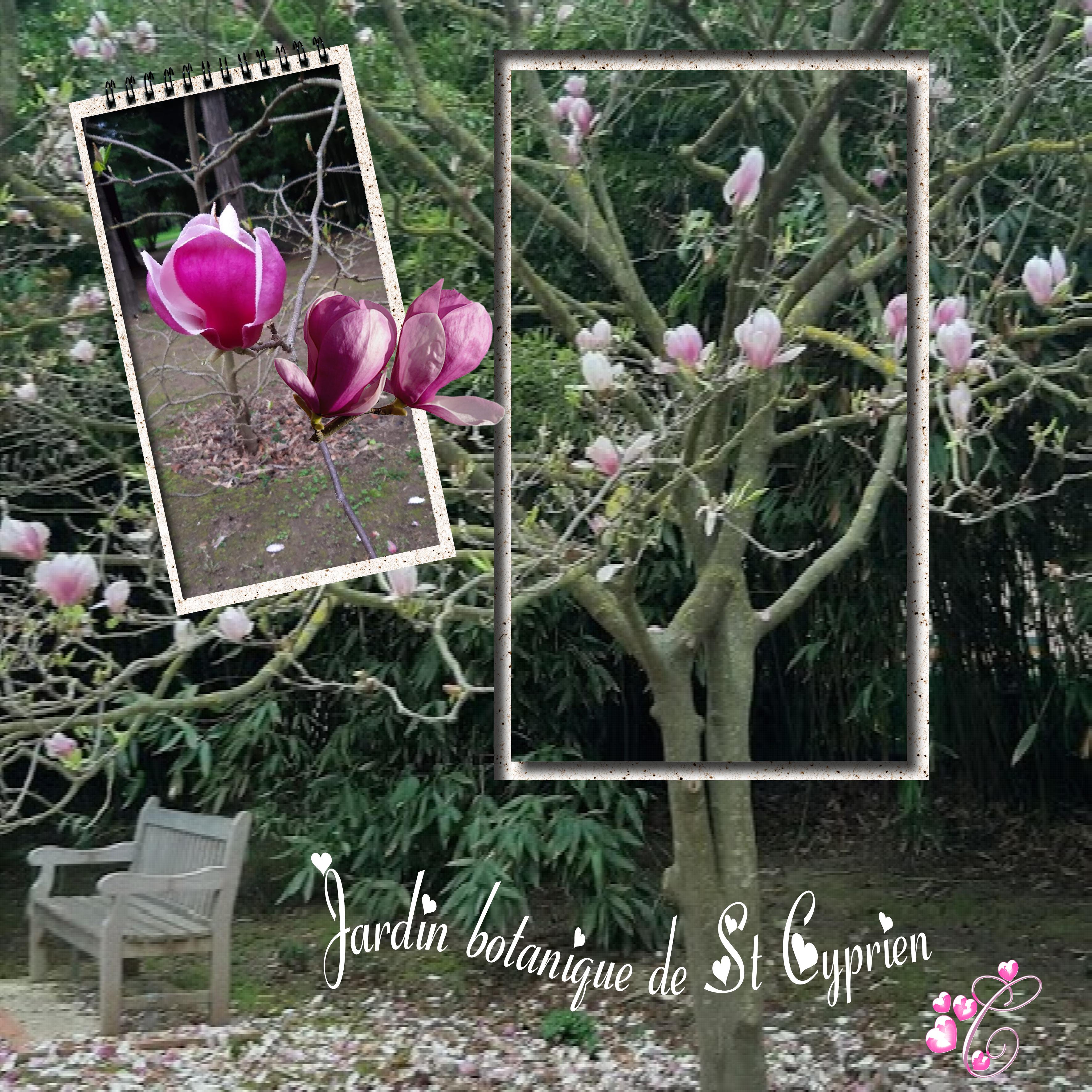 JARDIN BOTANIQUE.jpg