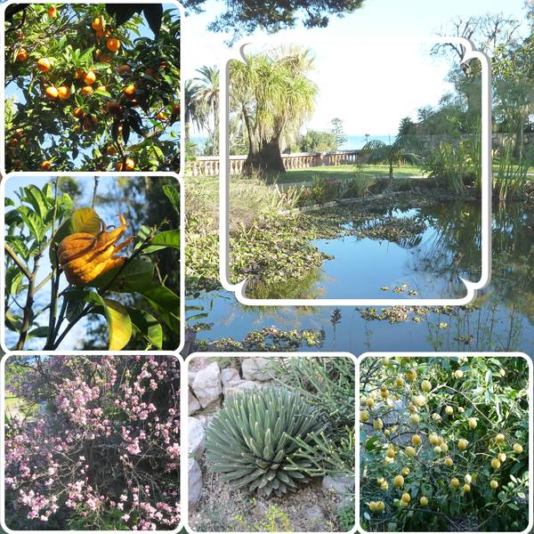 jardin_Botanique__exotique_de_Menton