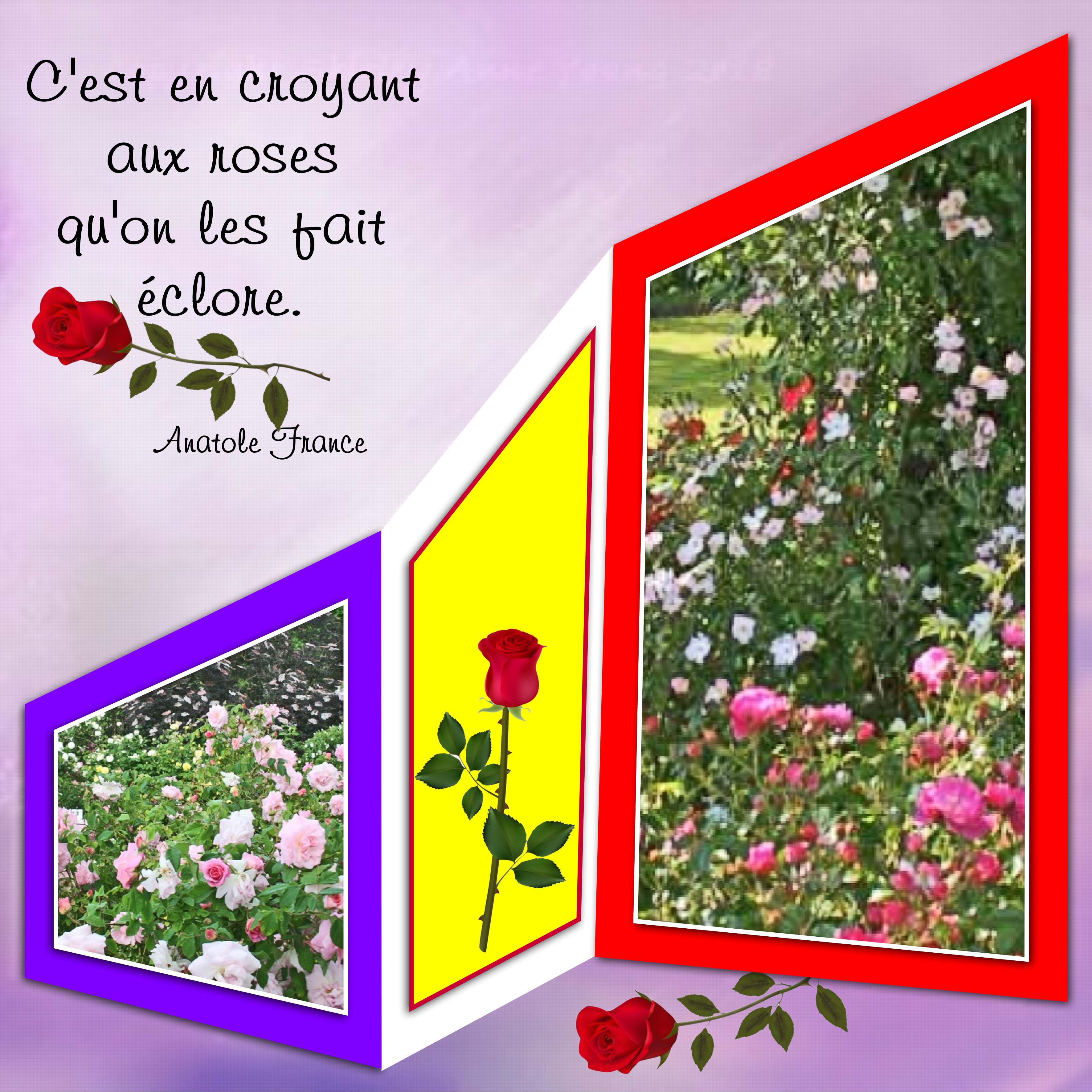 Jardins de roses.jpg