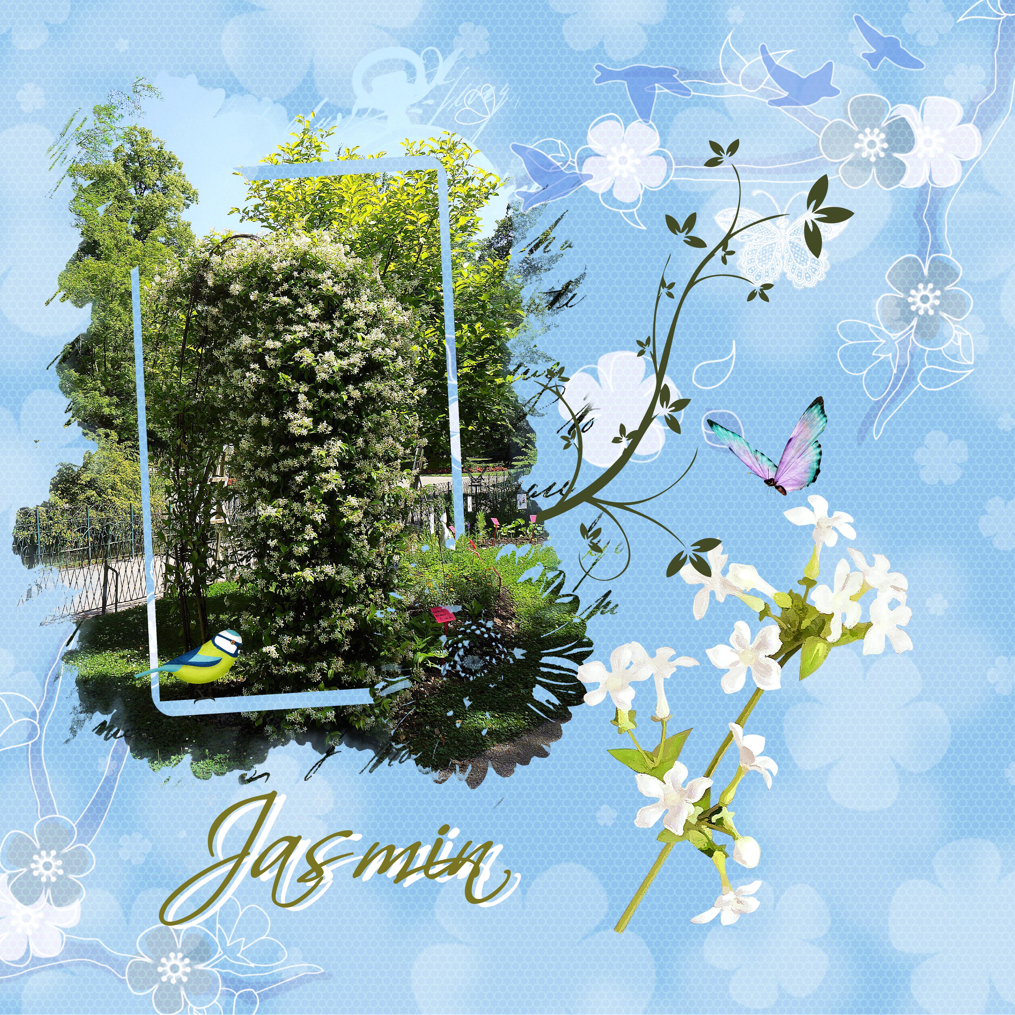 Jasmin 04 06 2022.jpg