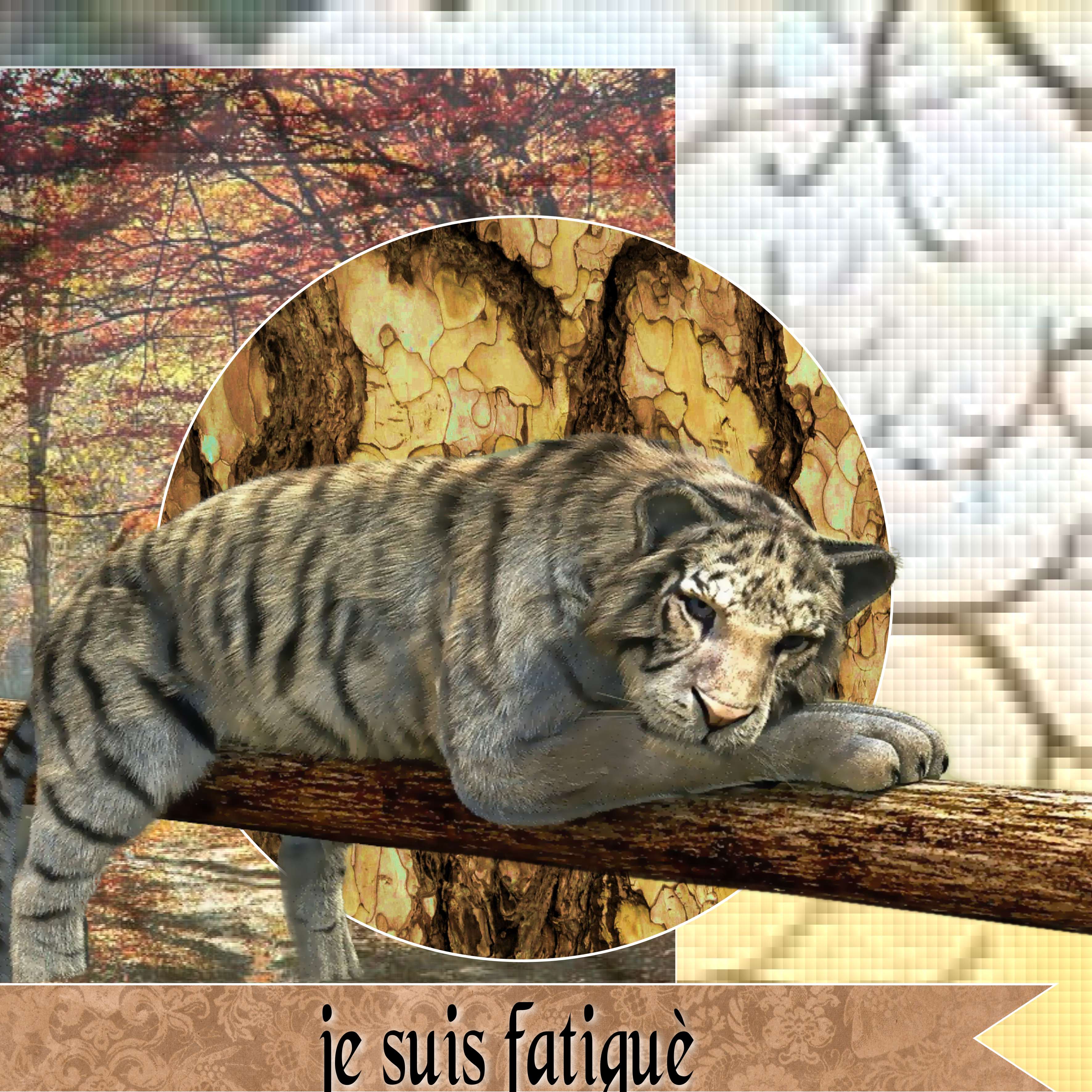 je suis fatigue.jpg